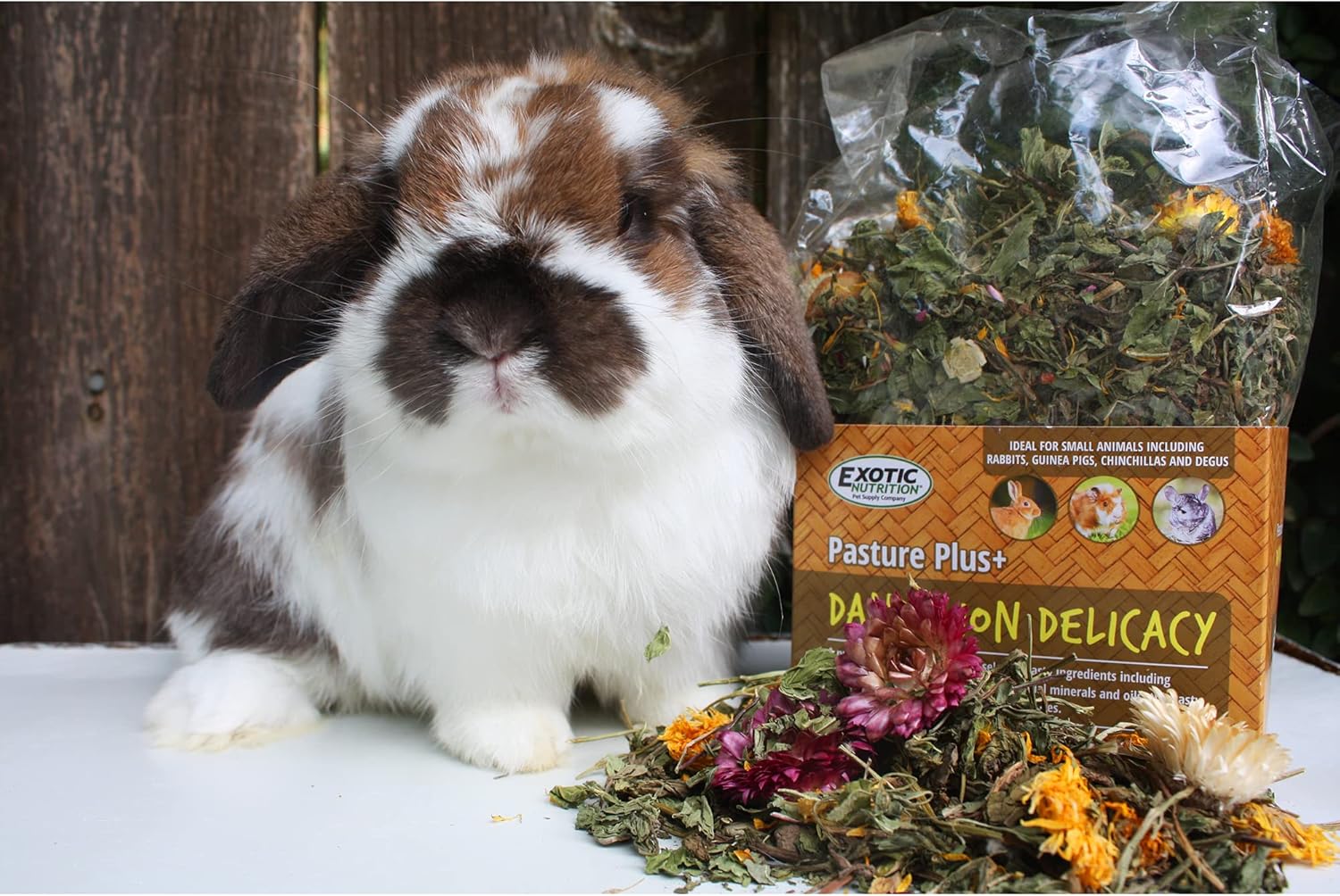 Pasture Plus+ Dandelion Delicacy - Healthy Natural High-Fiber Dried Flower Treat - Squirrels, Guinea Pigs, Rabbits, Chinchillas, Prairie Dogs, Degus, Hamsters, Gerbils & Other Small Pets : Pet Supplies