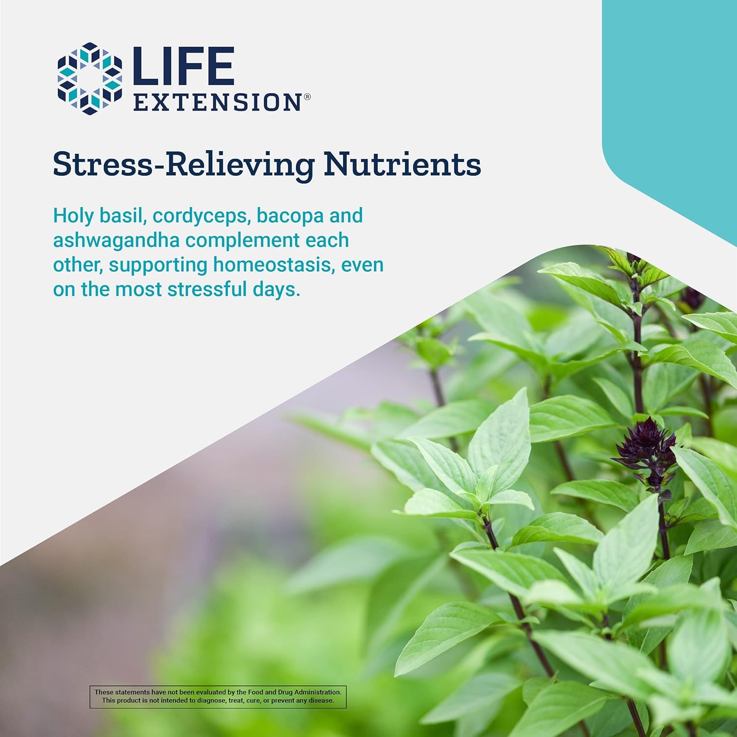 Life Extension Adrenal Energy Formula Supports Energy, Focus & Broad Spectrum Healthy Stress Response with Holy Basil, Cordyceps, Bacopa & Ashwagandha- Non-GMO, Gluten Free - 120 Vegetarian Capsules