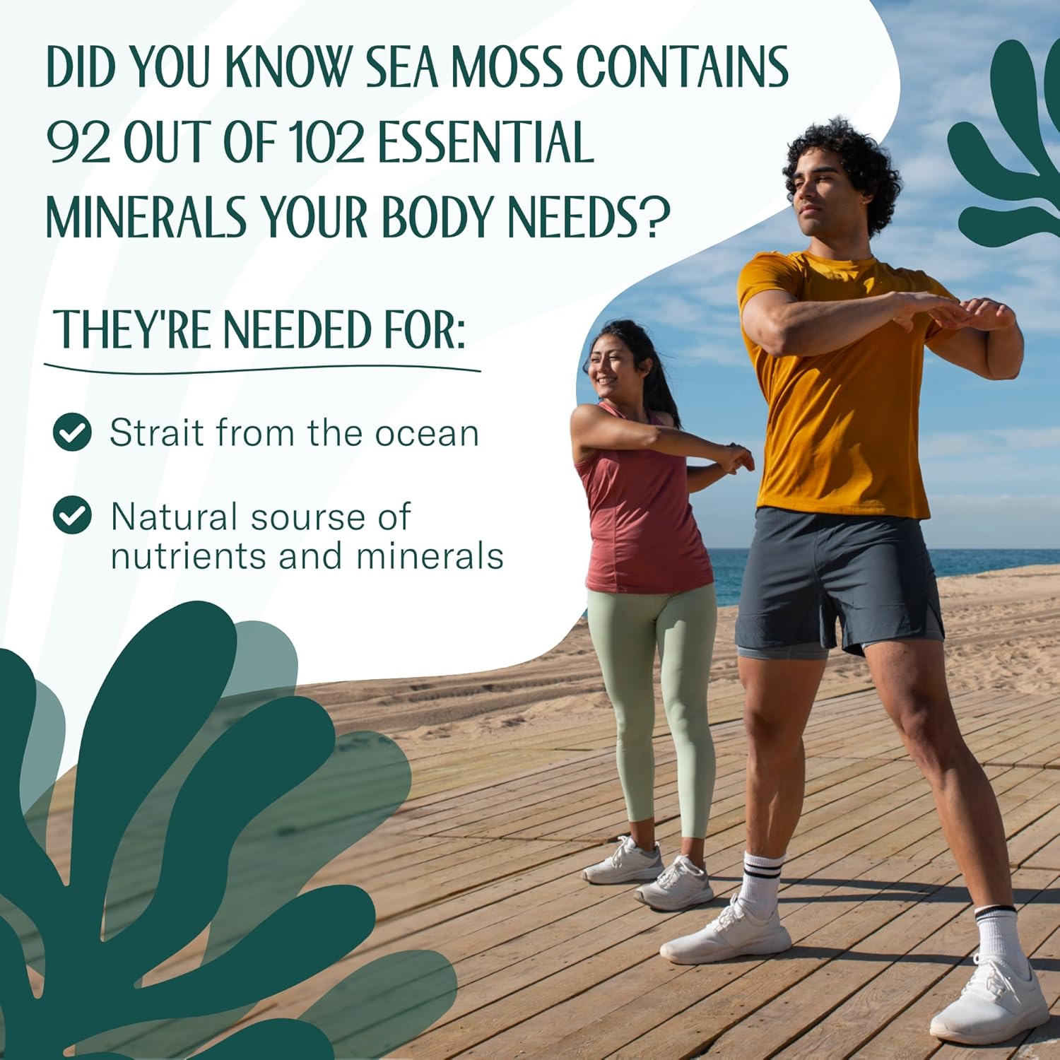 Trueseamoss (3 Pounds) - Wild Crafted Seamoss Raw - 100% Irish Sea Moss - Dried Sea Moss Advanced Drink - Clean And Sundried - 100% Vegan (48Oz) : Grocery & Gourmet Food