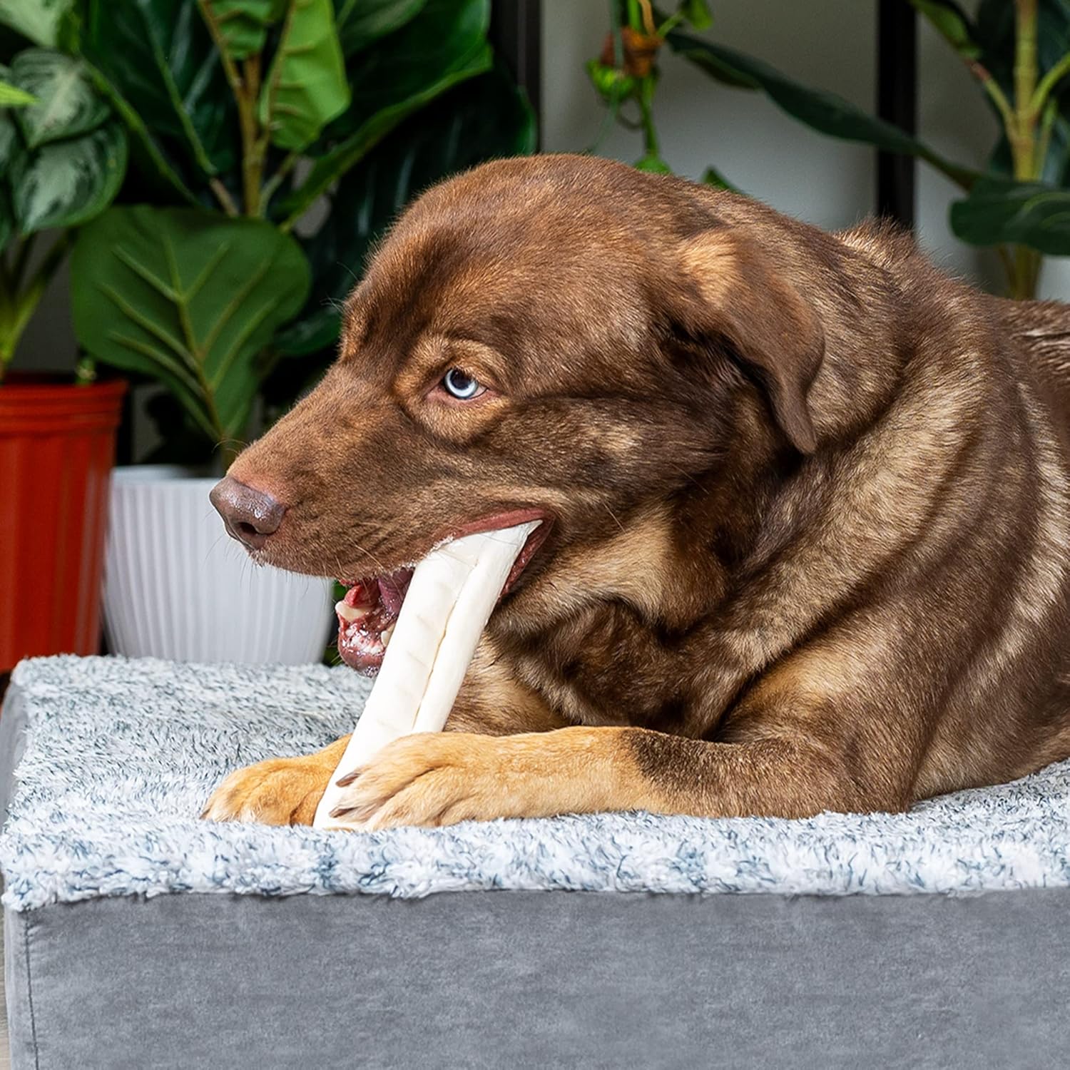 Pet Factory 100% Made in USA Beefhide 10" Roll Dog Chew Treat - Natural Flavor, 1 Count/1 Pack