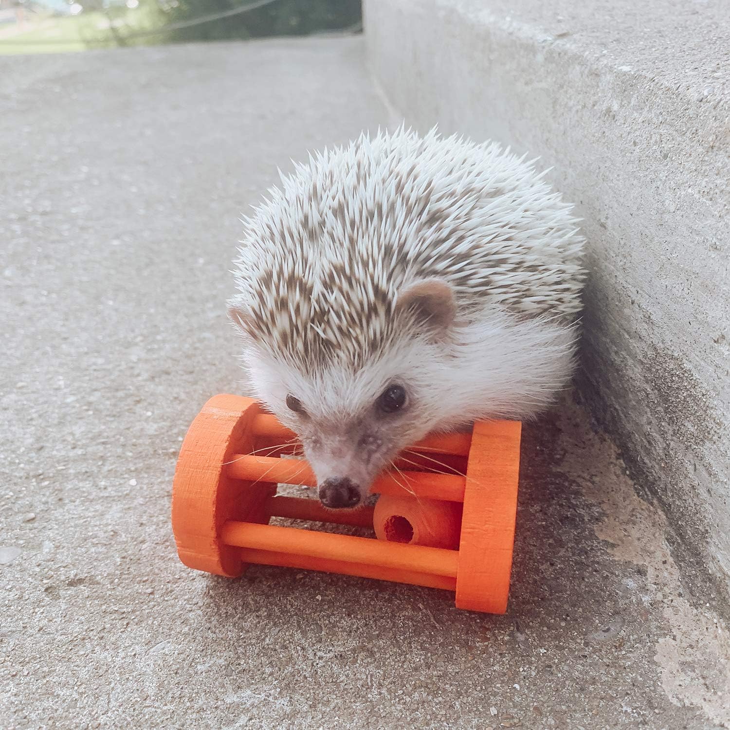 Barrel Roller Toy - Fun Interactive Rolling Wooden Cage Toy Accessory & Safe Chew - Hedgehogs, Guinea Pigs, Rabbits, Prairie Dogs, Chinchillas, Degus, & Other Small Pets : Pet Supplies