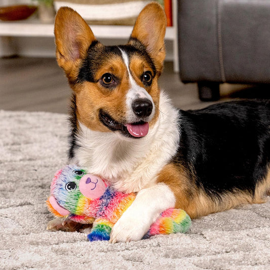 Pet Factory Logical Pet Rainbow Squeaky Plush Dog Toy, Randomly Selected - Bear Or Monkey, One Size