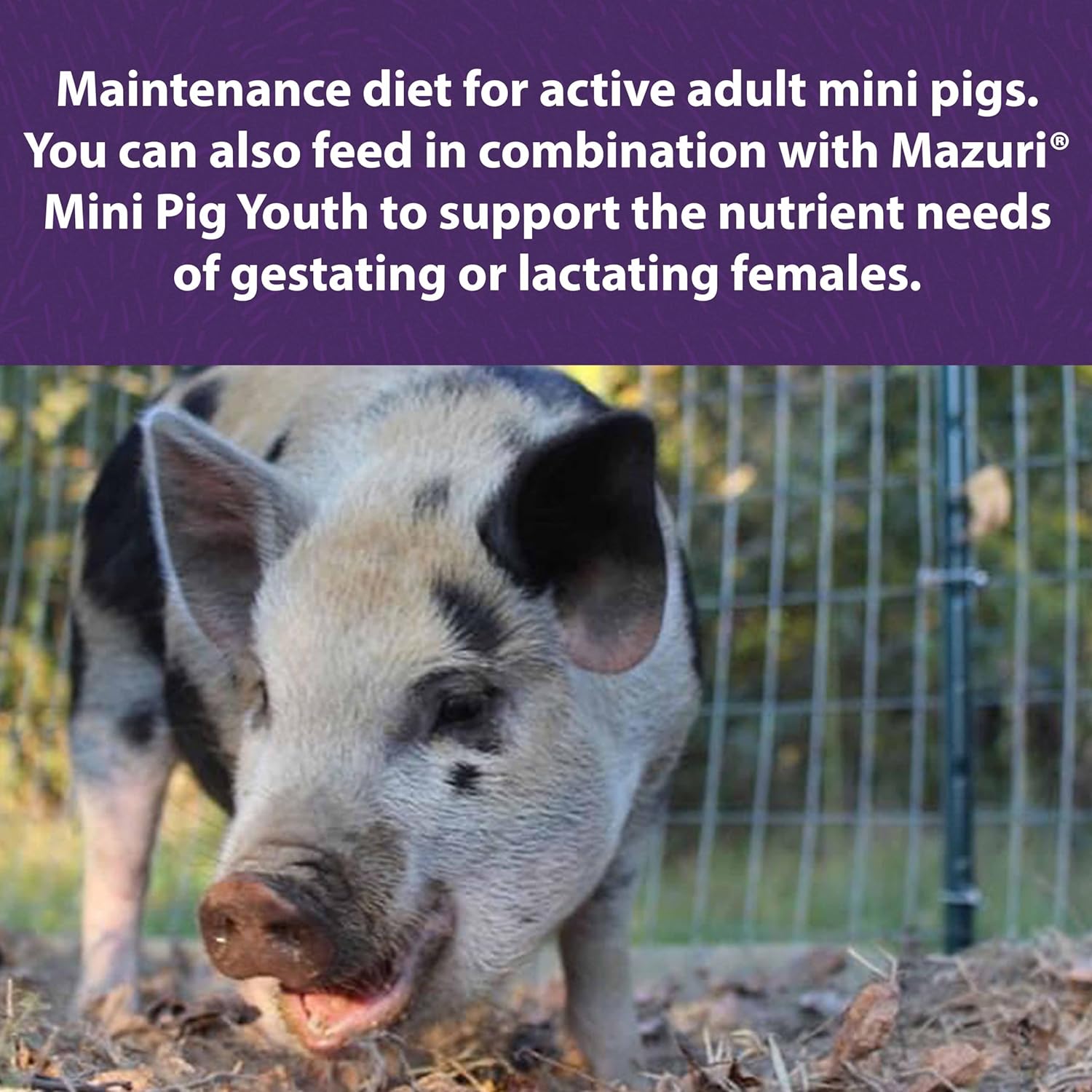 Mazuri Mini Pig Active Adult Food, 25 lb Bag : Pet Supplies