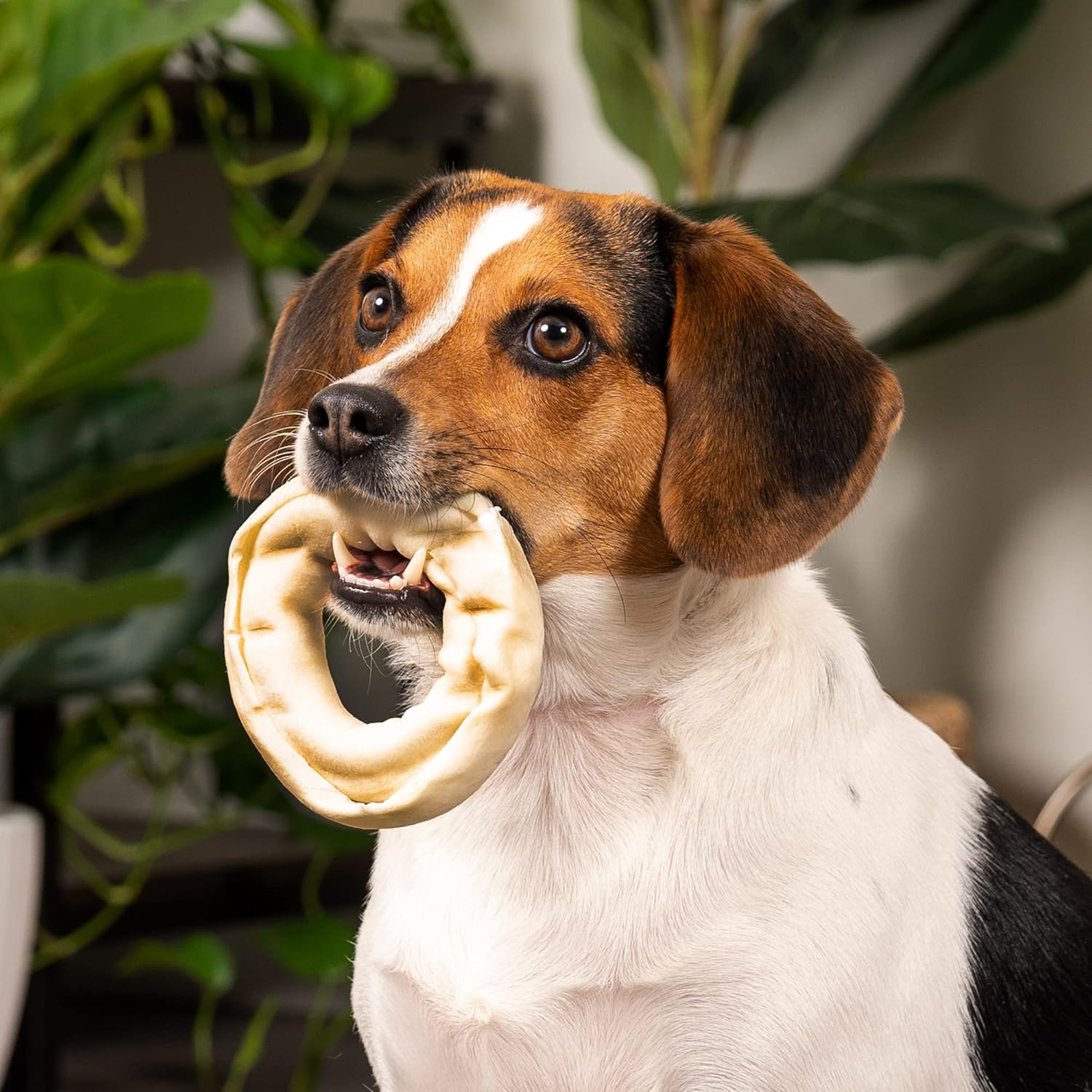 Pet Factory American Beefhide 3-4" Donuts Dog Chew Treats - Natural Flavor, 8 Count/1 Pack : Pet Supplies