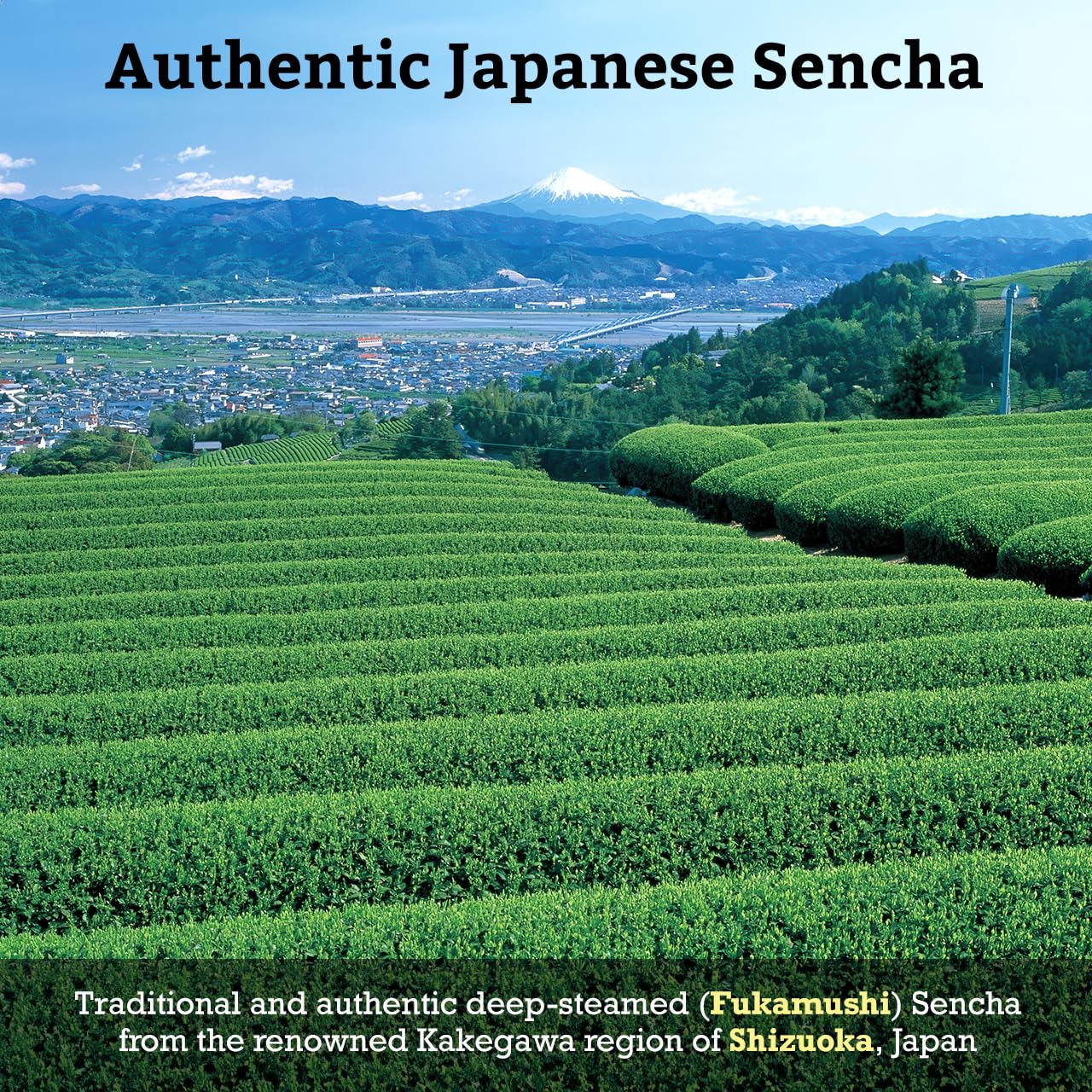 Sugimoto Tea Japanese Green Tea Sencha Loose Leaf 3.5 Oz (100 G) Pack Of 1