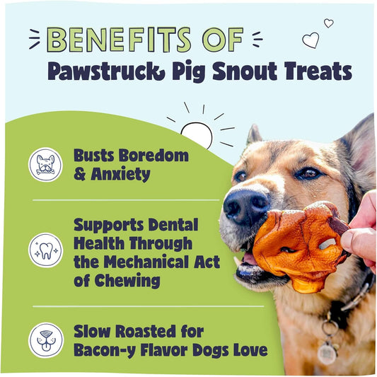Pawstruck Natural Slow Roasted Pig Snouts for Dogs - Premium Single Ingredient Low Fat Pork Chew Treat for All Breeds - No Artificial Preservatives for All Breeds - 10 Count - Packaging May Vary