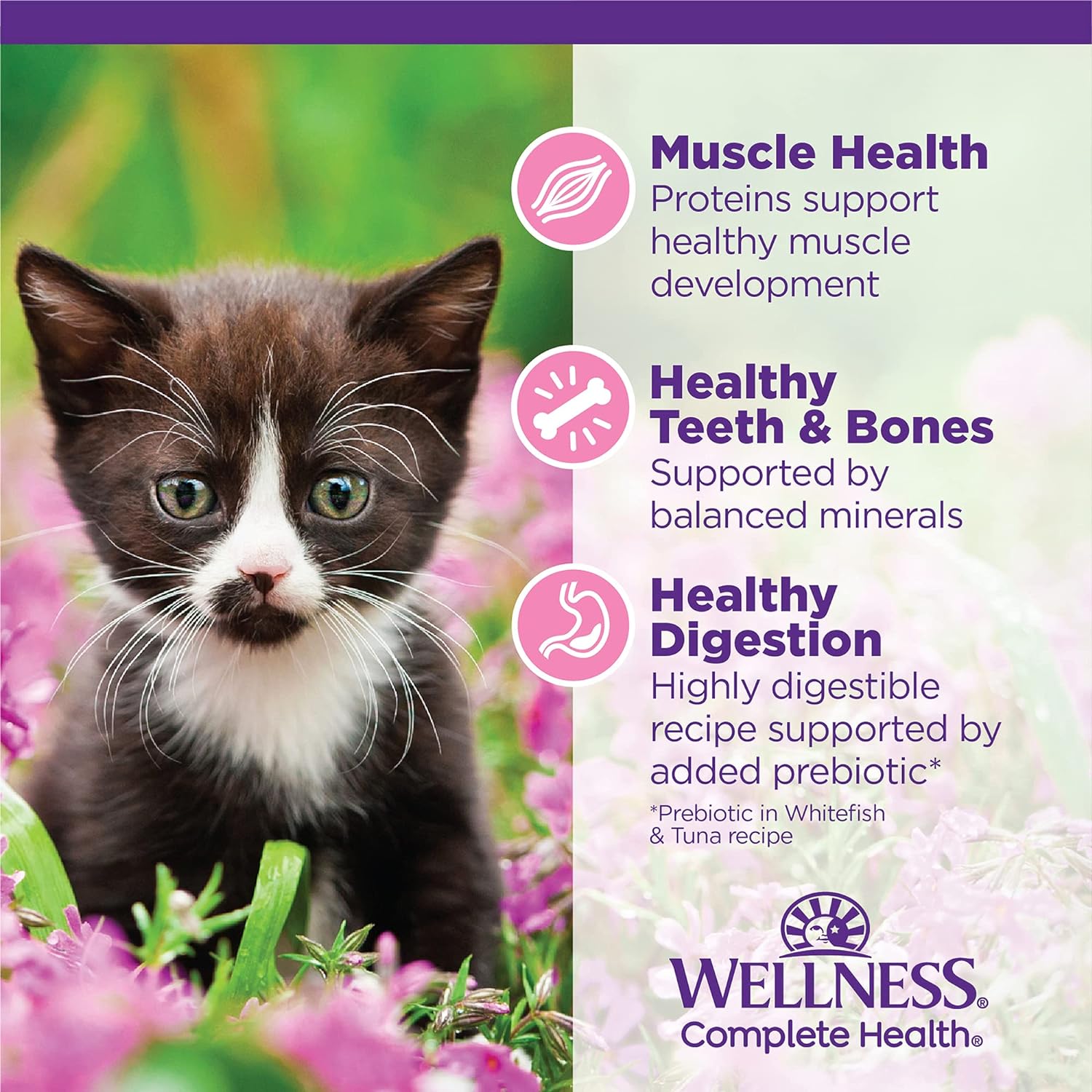 Wellness Complete Health Grain-Free Chicken Entrée Wet Kitten Food - Natural Ingredients with Real Chicken, Brain Development DHA, Essential Fatty Acids and Eye Health Taurine, 3 oz cans (Pack of 24) : Pet Supplies