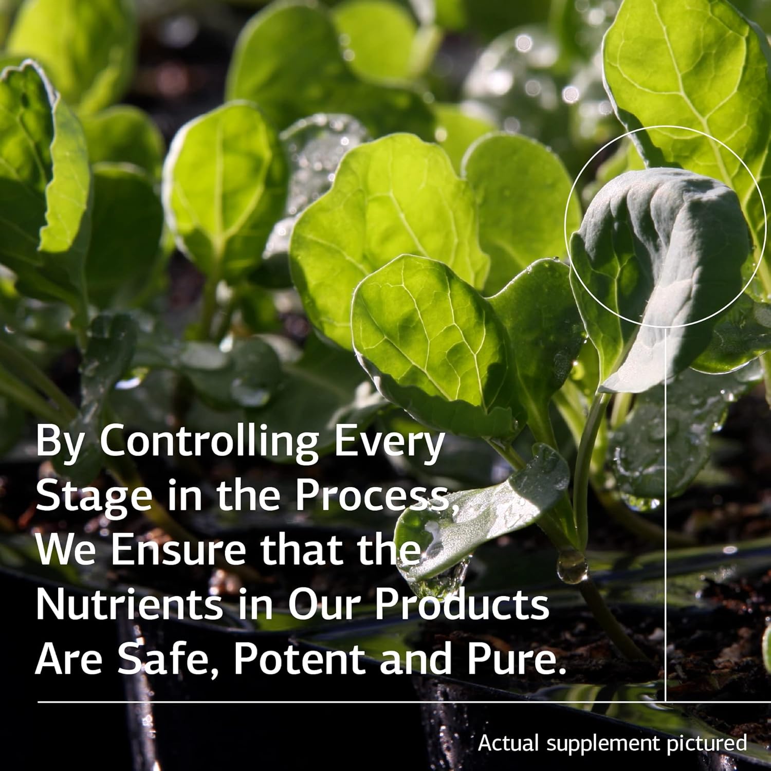 Standard Process Congaplex - Thymus Gland Support Supplement - Support Immune Health with Calcium Lactate, Magnesium, Vitamin C & Vitamin A - Immune System Aid with Mushroom Powder - 90 Capsules : Health & Household