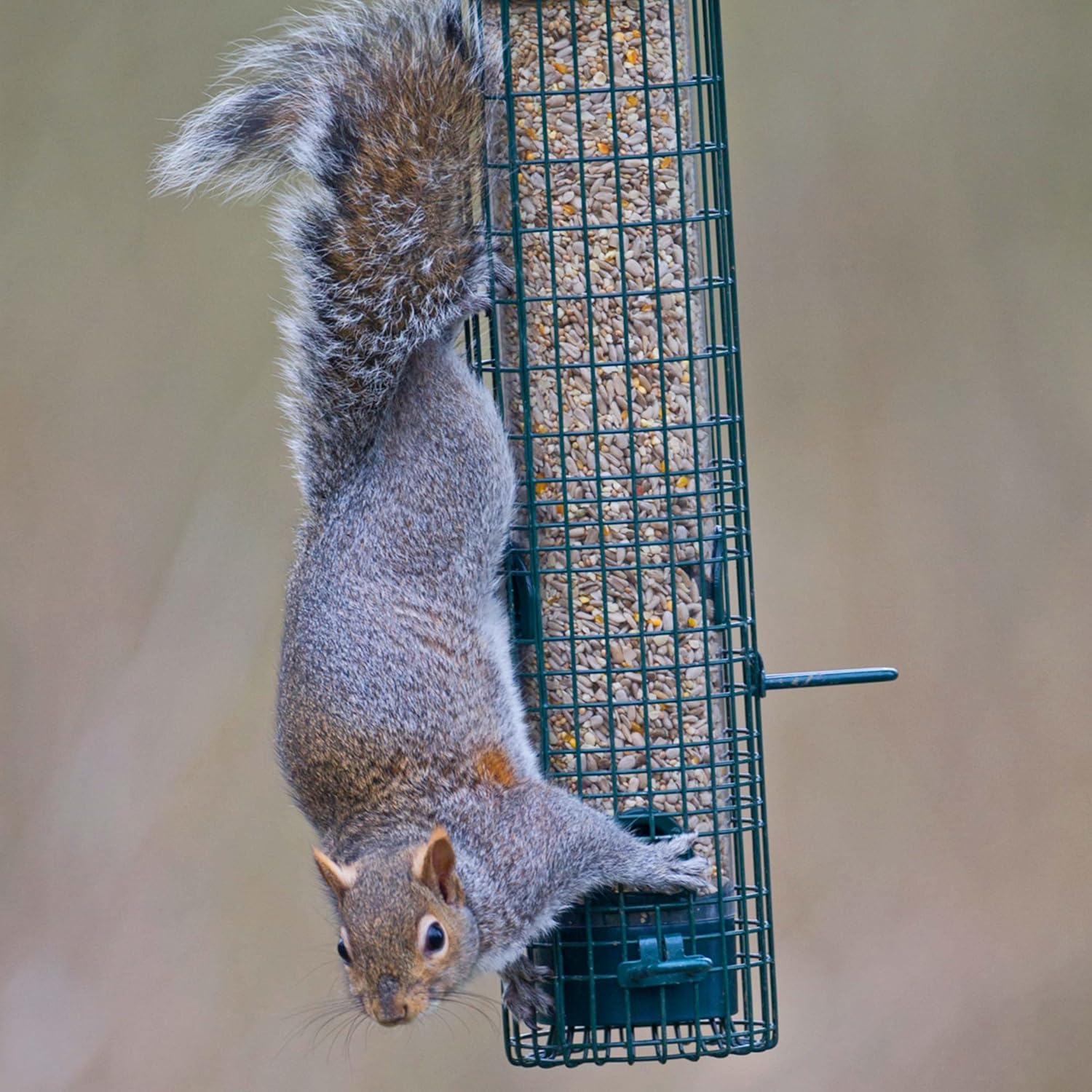 Squirrel-proof Bird Feeder for Seeds and Mixes - Jacobi Jayne® Squirrel Buster® Classic – Pigeon Proof Metal Bird Seed Feeder for Wild Birds – Easy Clean Hanging Seed Bird Feeder for Garden Birds :Garden