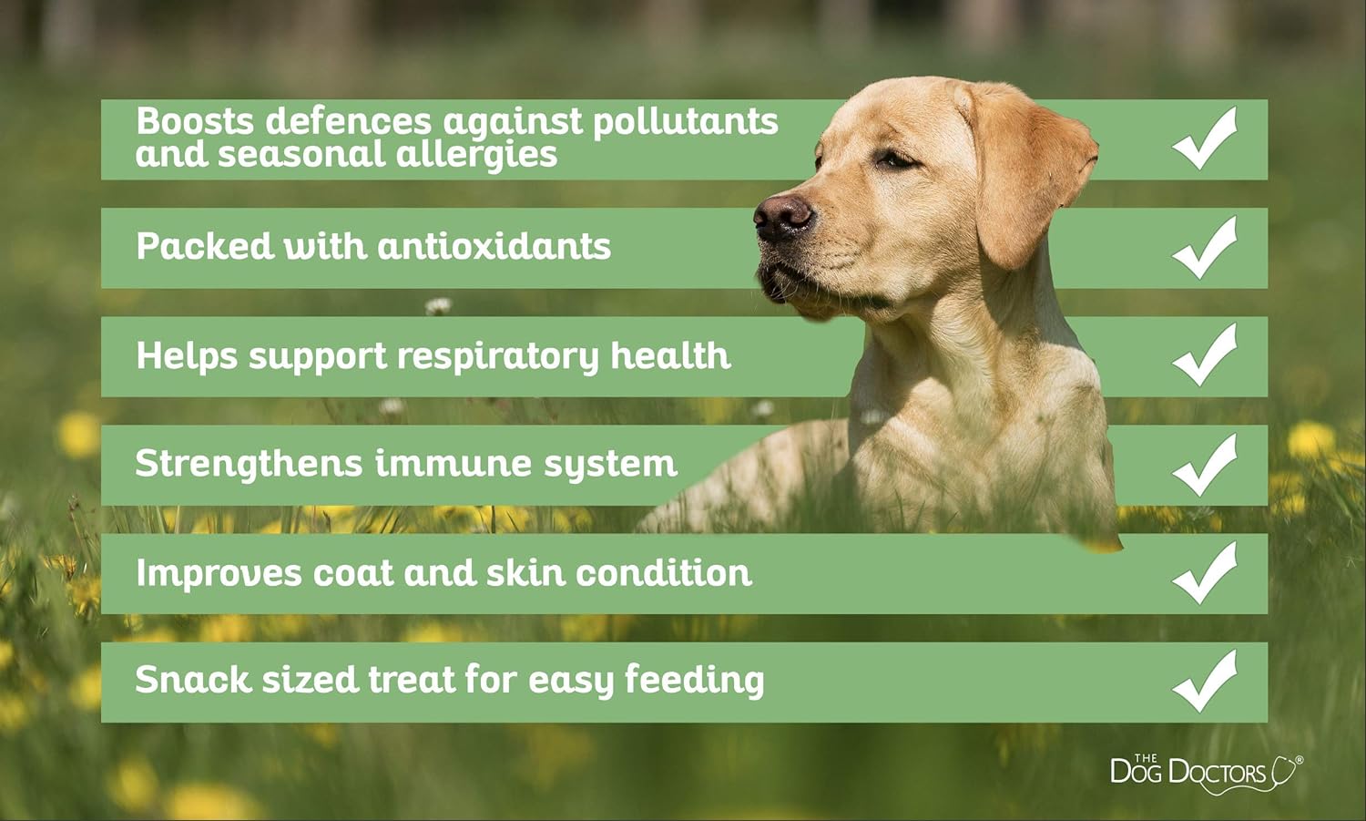The Dog Doctors 120 Allergy Aid Bitesized Soft Chews | Helps Relieve Itchy Irritated Skin & Seasonal Allergies | Specially Designed With Powerful Antioxidants To Support A Healthy Immune System. :Pet Supplies