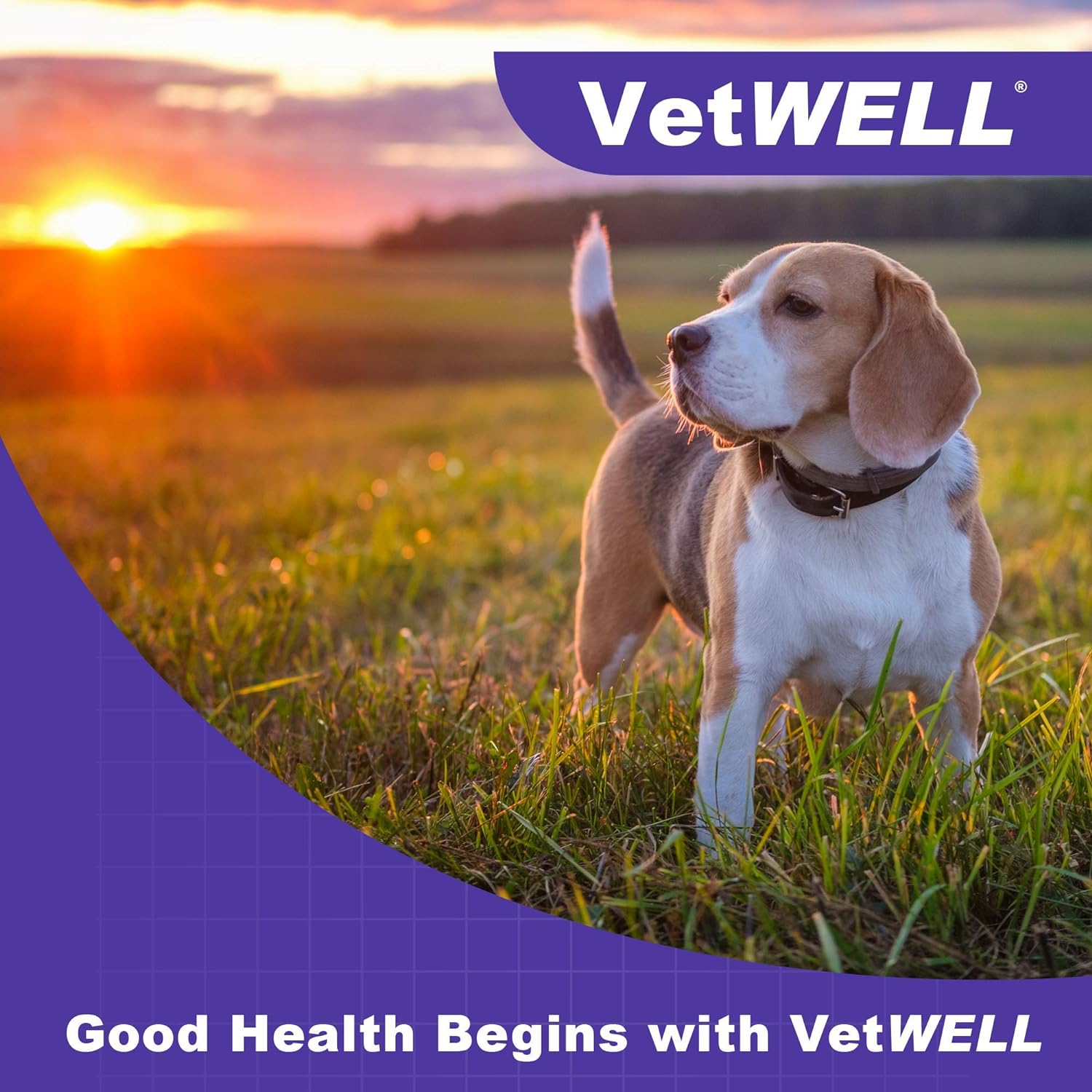 VetWELL Hydrocortisone Spray for Dogs & Cats - Itchy Skin Relief from Hot Spots, Bites, Scrapes, Irritated Skin, & Dermatitis - 4 oz Anti Itch Spray with Pramoxine : Pet Supplies