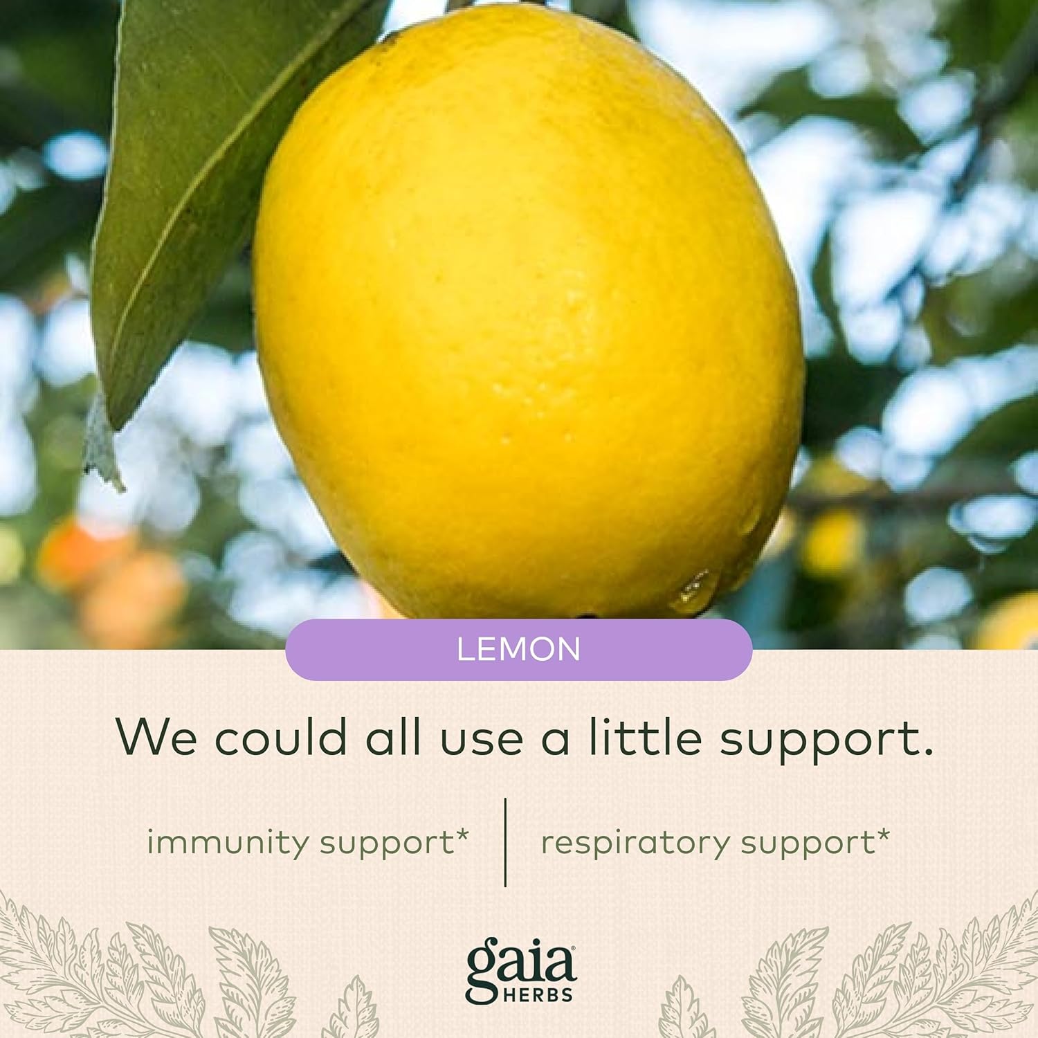 Gaia Herbs Immune Lozenges - Immune Support Lozenges - USDA Certified Organic - Vitamin C, Lemon Flavor - 3 Pack, 72 Lozenges : Health & Household