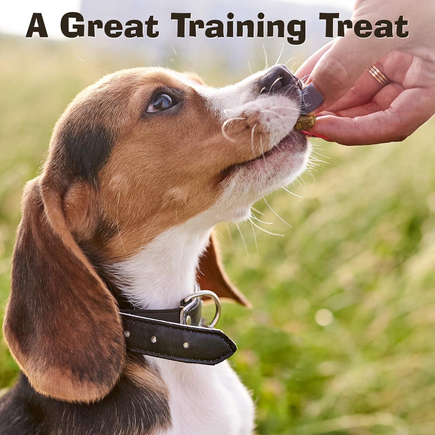 Riley's Organic Dog Training Treats - Dog Jerky Treats - Beef Bite Sized Soft Jerky Treats for Dogs - Great for Small & Large Breeds - Jibbs - 5 oz : Pet Supplies