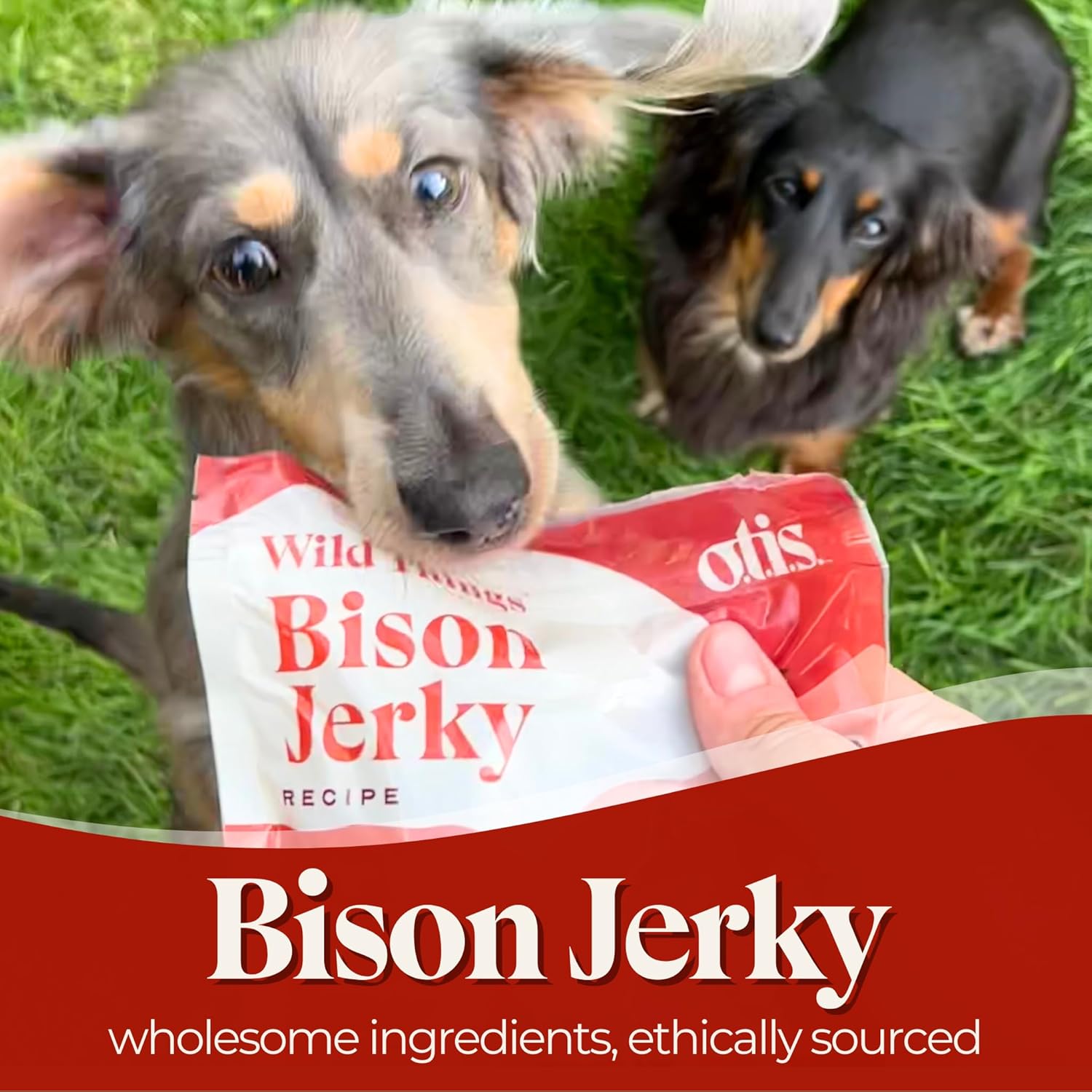 OTIS Bison Jerky for Dogs | Protein Packed, Pasture-Raised, Grass-Fed Bison Jerky Dog Treats Healthy Dog Treats - Wild Things | 4 Ounce Bag : Pet Supplies