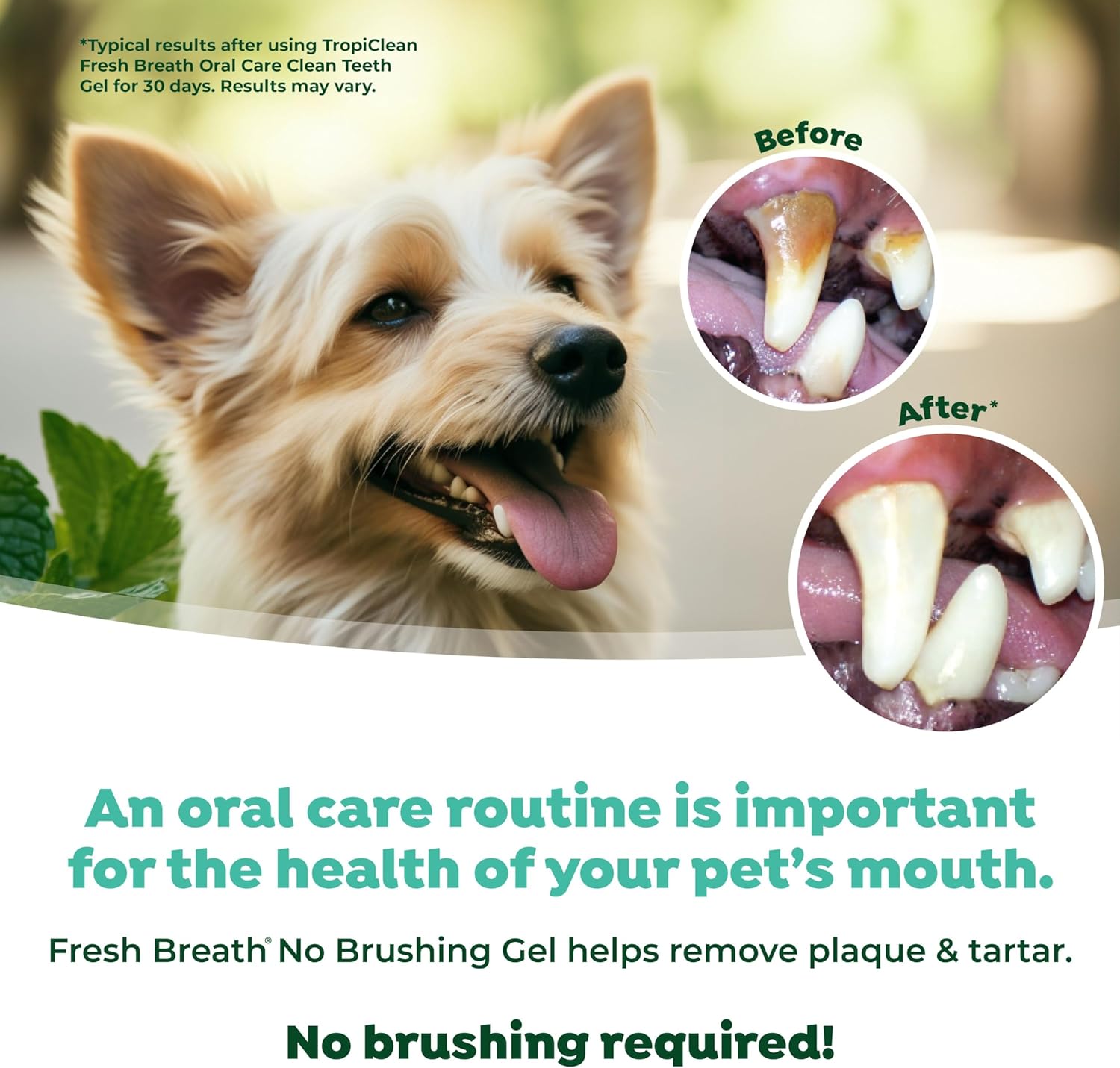 TropiClean Fresh Breath Dog Teeth Cleaning Gel - No Brushing Dental Care - Breath Freshener Oral Care - Complete Dog Teeth Cleaning Solution - Helps Remove Plaque & Tartar, Original, 118ml :Health & Personal Care