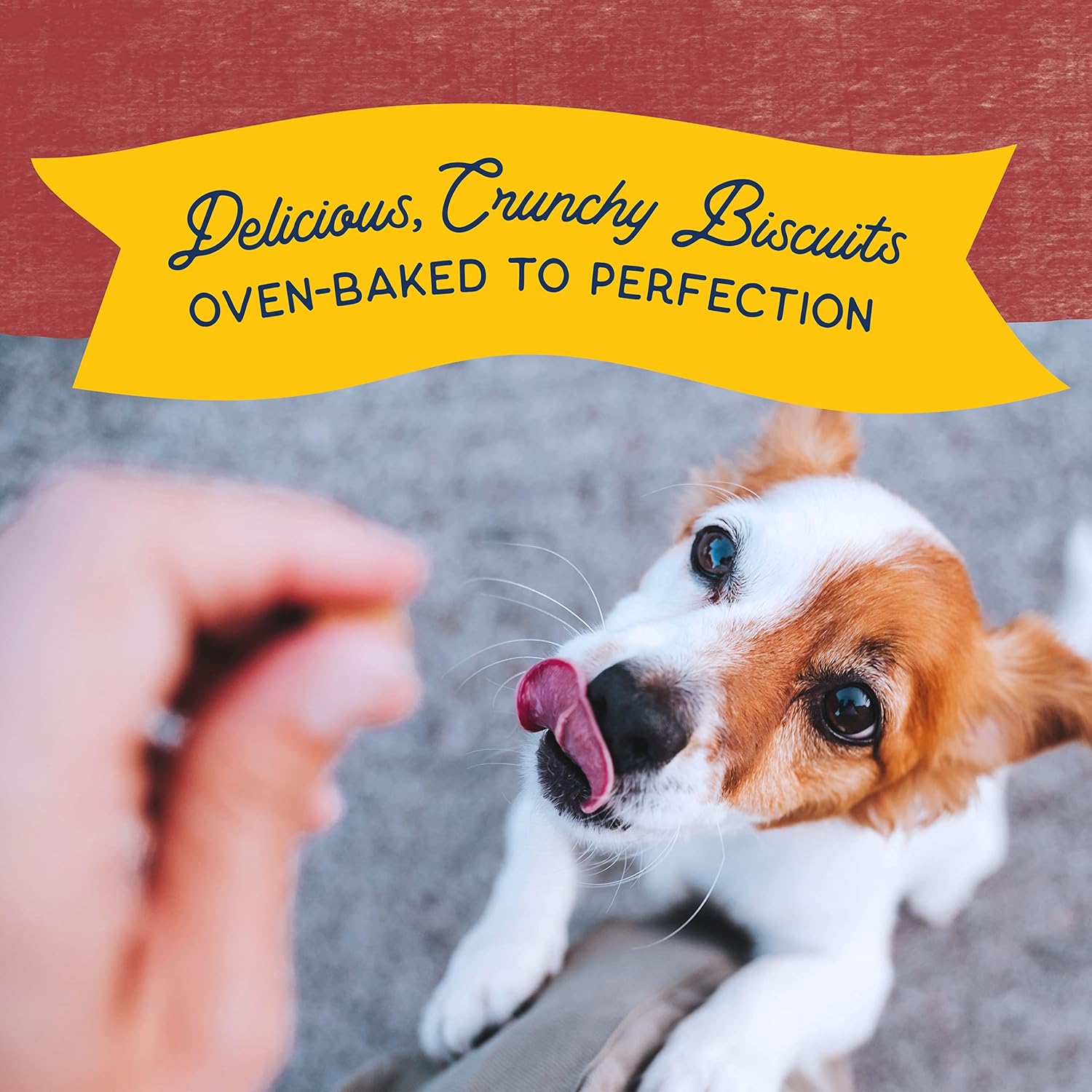 Natural Balance Limited Ingredient Rewards Crunchy Biscuits, Bite-Size Grain-Free Dog Treats for Small-Breed Adult Dogs, Made with Real Bison, 8 Ounce (Pack of 1) : Pet Treat Biscuits : Pet Supplies