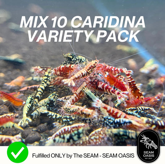 The Seam Oasis - Mix Of 10 Caridina Shrimp - Red & Black Galaxy Fishbone, Boa, Pure Red Line & Deep Blue Live Shrimp Freshwater Aquarium - Juvenile 1/4" - 1/2" Inches - Live Shrimp Arrival Guarantee