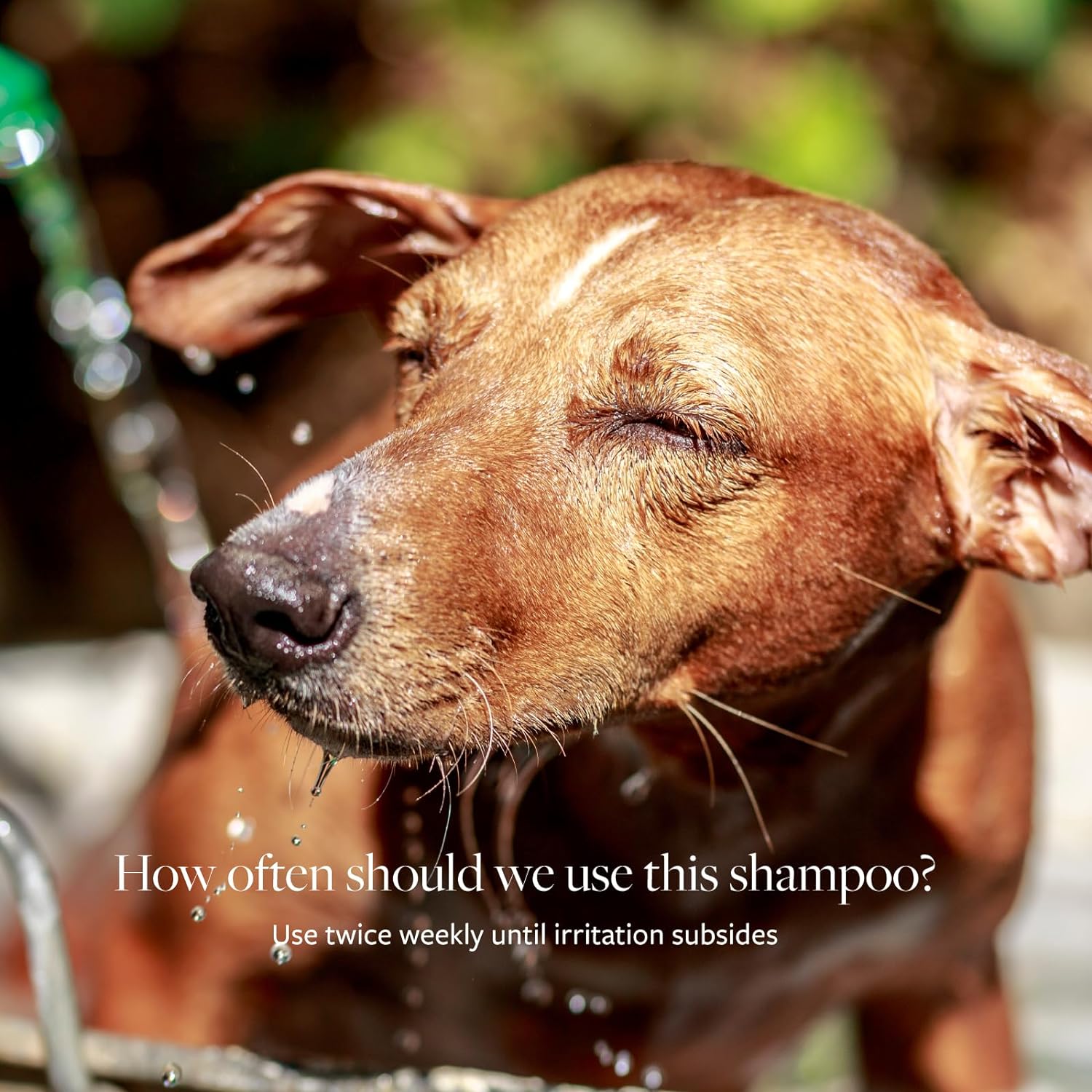 Pet Shampoos : Veterinary Formula Solutions Clinical Care Antiseptic & Antifungal Medicated Shampoo - Gallon, 128 oz