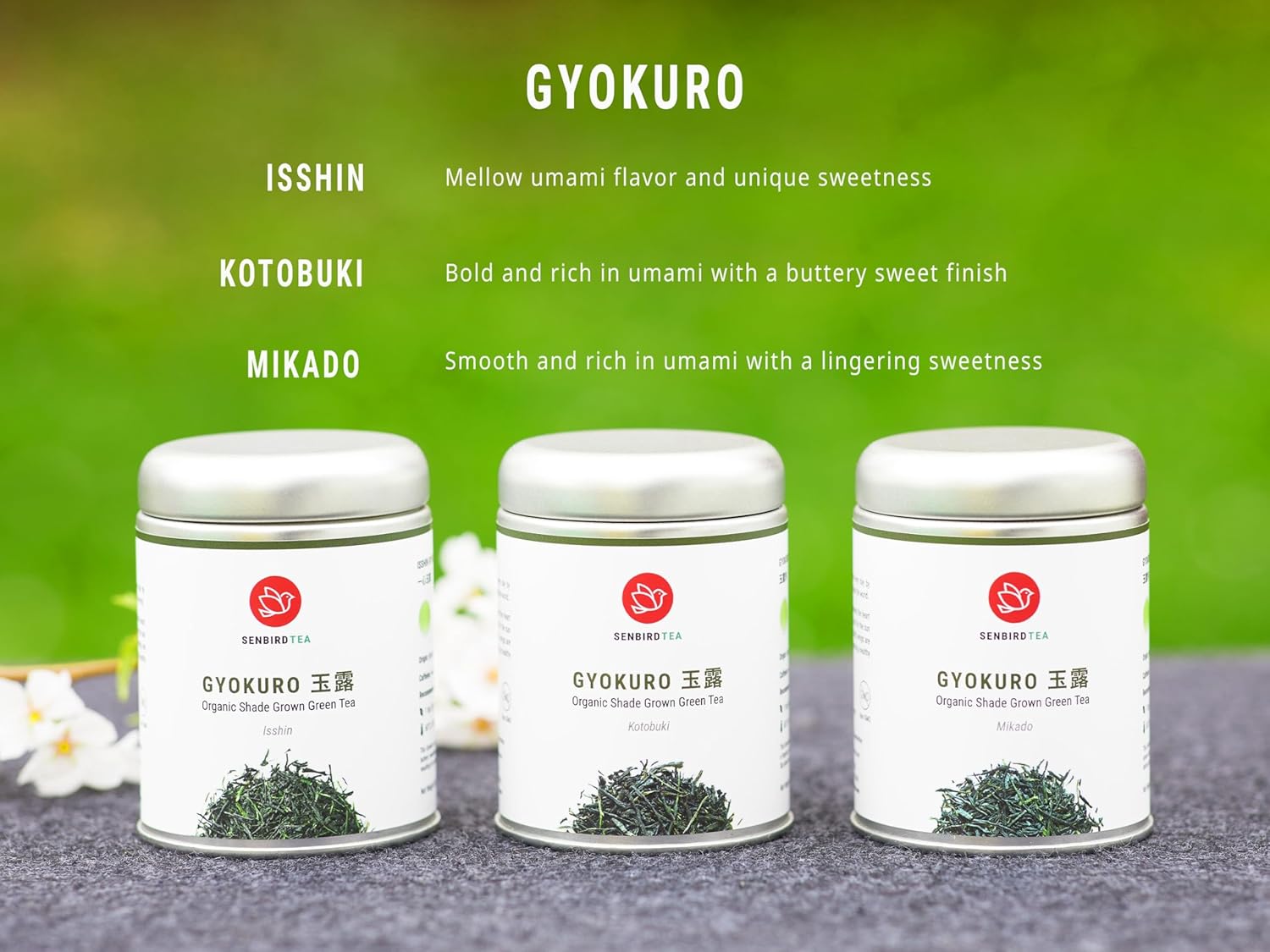 Senbird Organic Gyokuro, Japanese Shade Grown Green Tea - Mikado From Kyoto Japan - Imperial Loose Leaf Green Tea In Airtight Tea Tin (1.76Oz/50G)