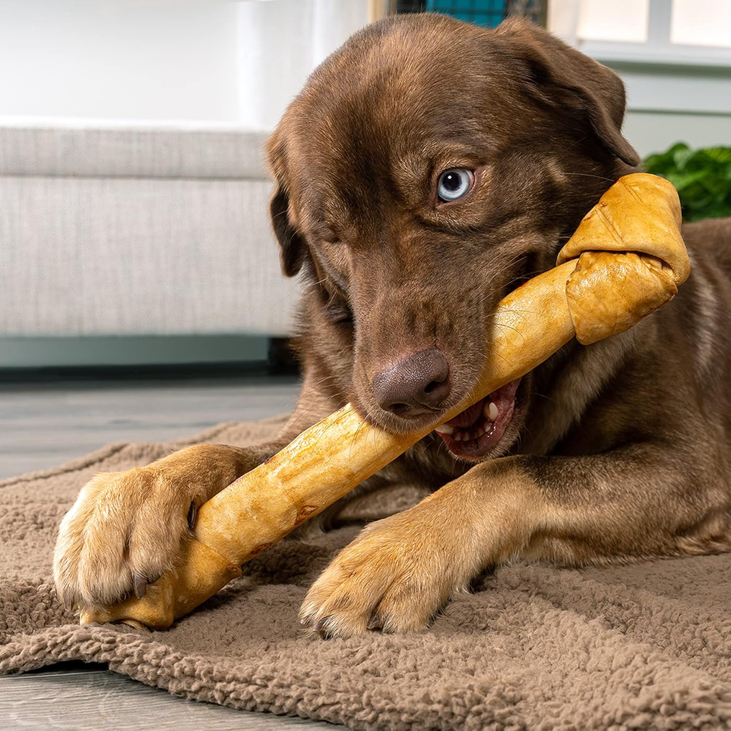 Pet Factory 100% Made in USA Beefhide 15" Knotted Bone Dog Chew Treat - Chicken Flavor, 1 Count/1 Pack : Pet Supplies