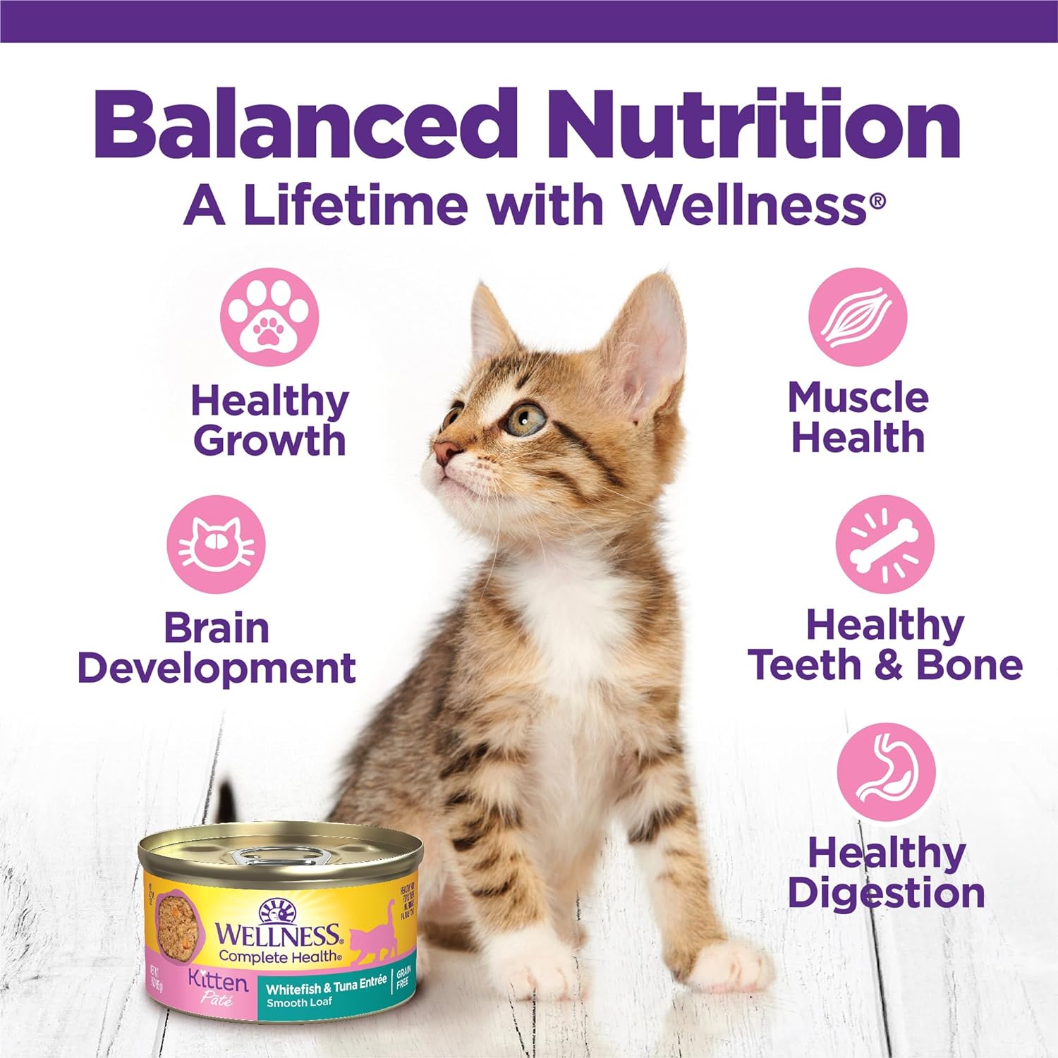 Wellness Complete Health Grain-Free Wet Canned Cat Food, Natural Ingredients, Made with Real Meat, All Breeds, Smooth Pate (Kitten, Whitefish, 3-Ounce Can, Pack of 24) : Pet Supplies