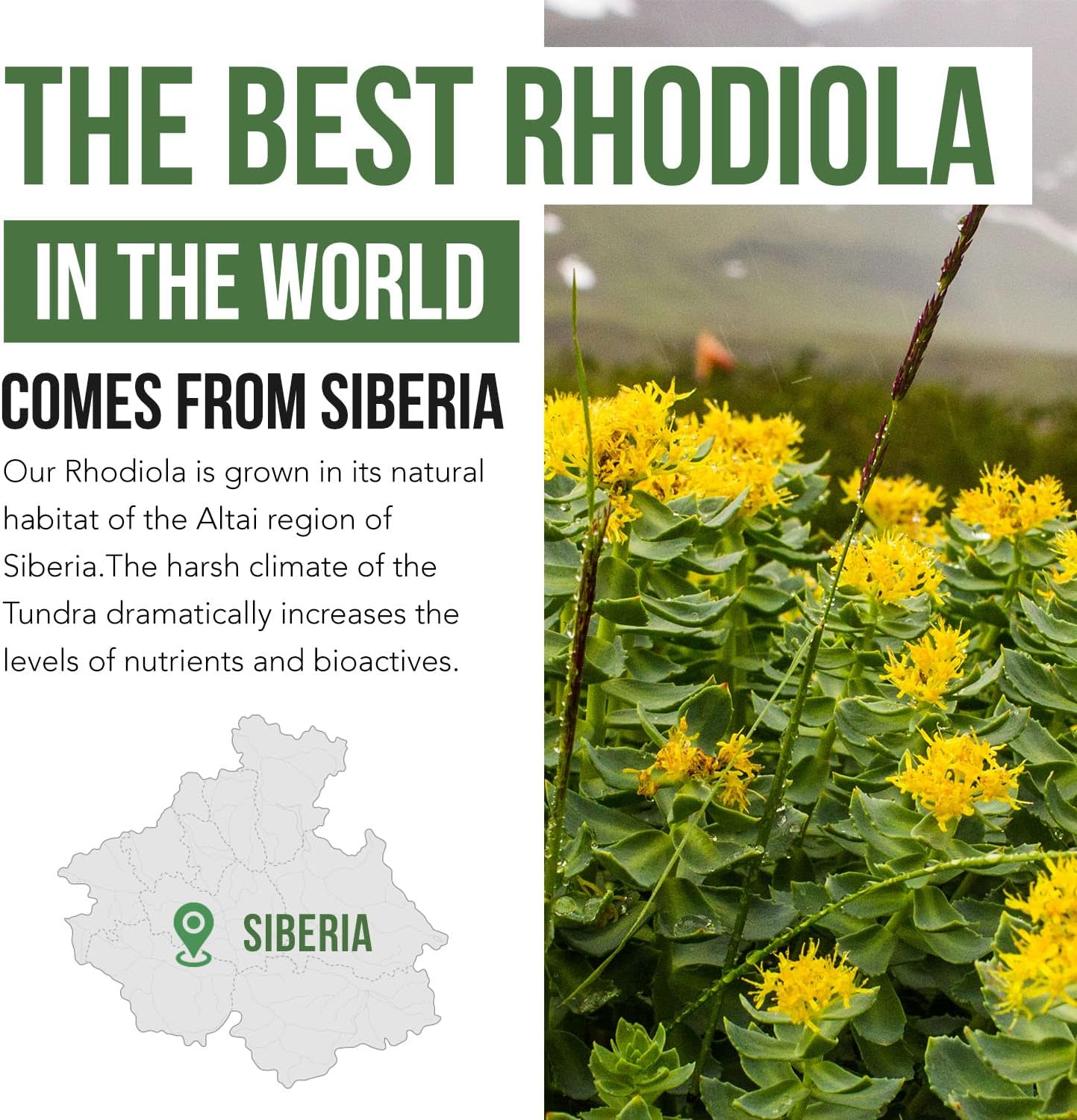 Siberian Rhodiola: Max Strength Rhodiola Rosea - 5% Rosavins, 2% Salidroside - BioPerine Absorption Enhancement, Grown in Siberia, DNA Verified - Reduce Stress, Enhance Energy & Cognition (60 Count) : Health & Household