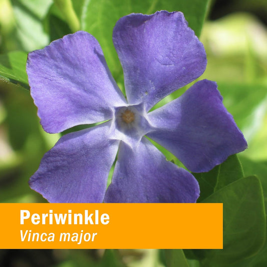 Herb Pharm Periwinkle Liq Extract - 1 