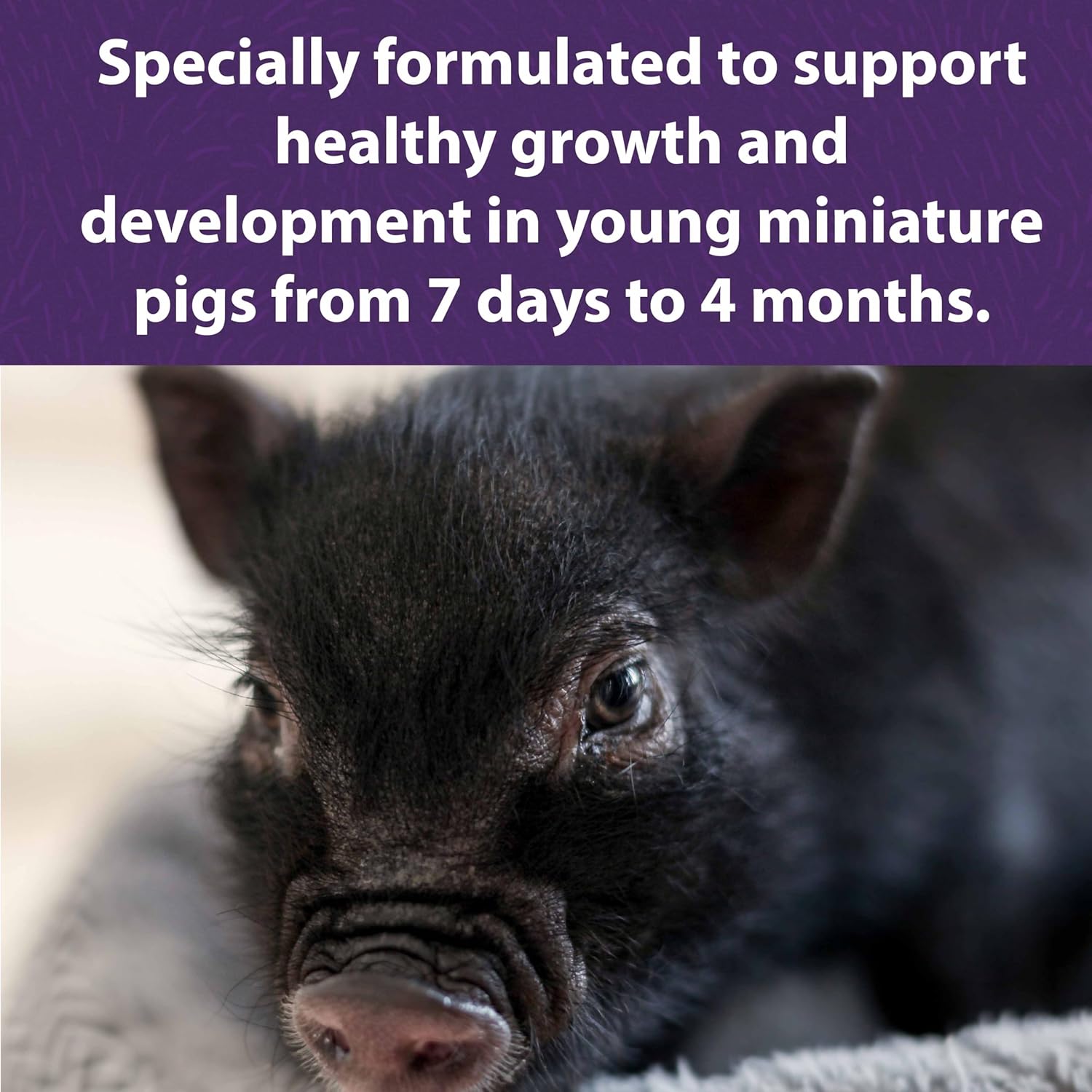 Mazuri Mini Pig Youth Diet Pig Food, 25 Lb Bag