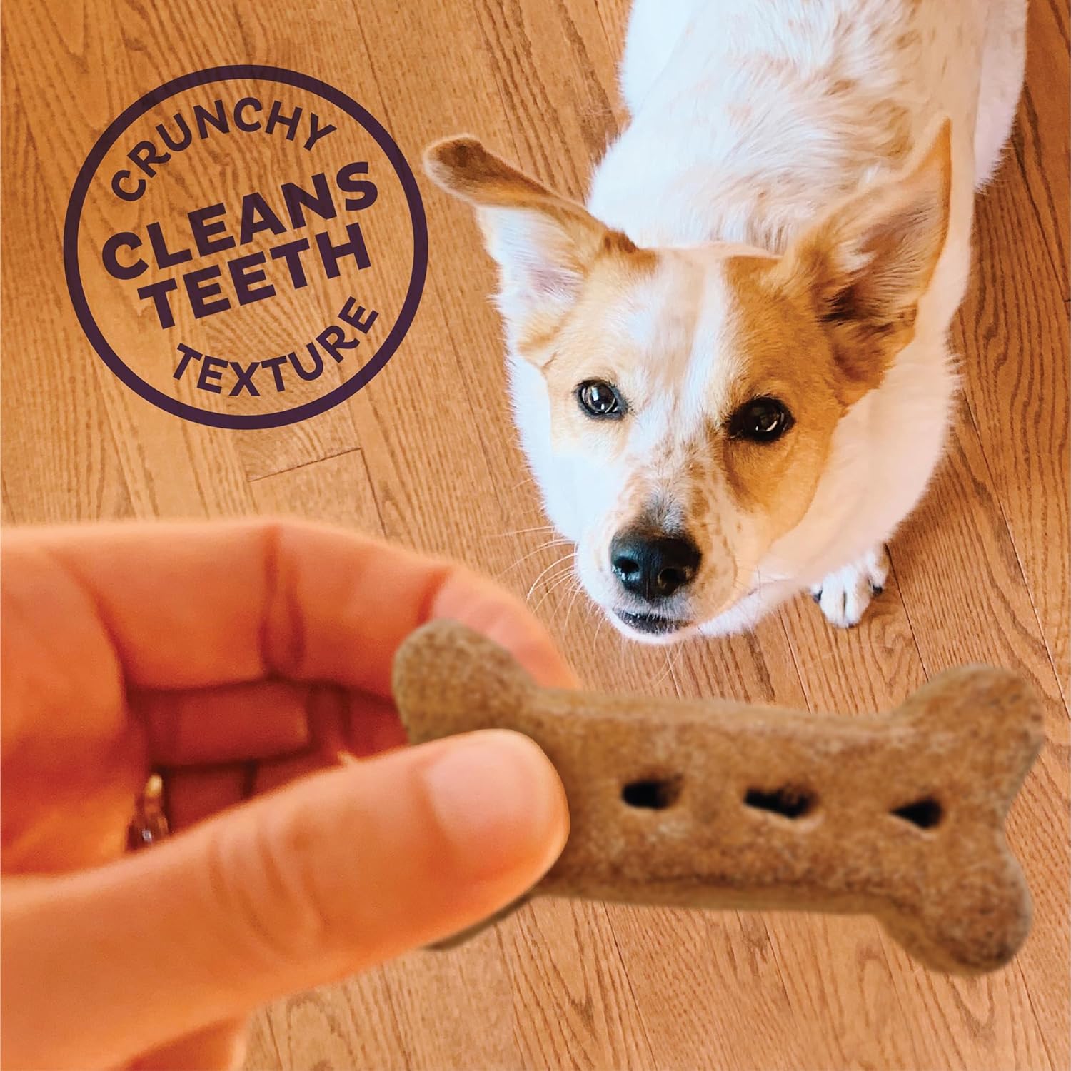 Old Mother Hubbard by Wellness Classic P-Nuttier Value Box Natural Dog Treats, Crunchy Oven-Baked Biscuits, Ideal for Training, Large Size, 6 pound box : Pet Supplies