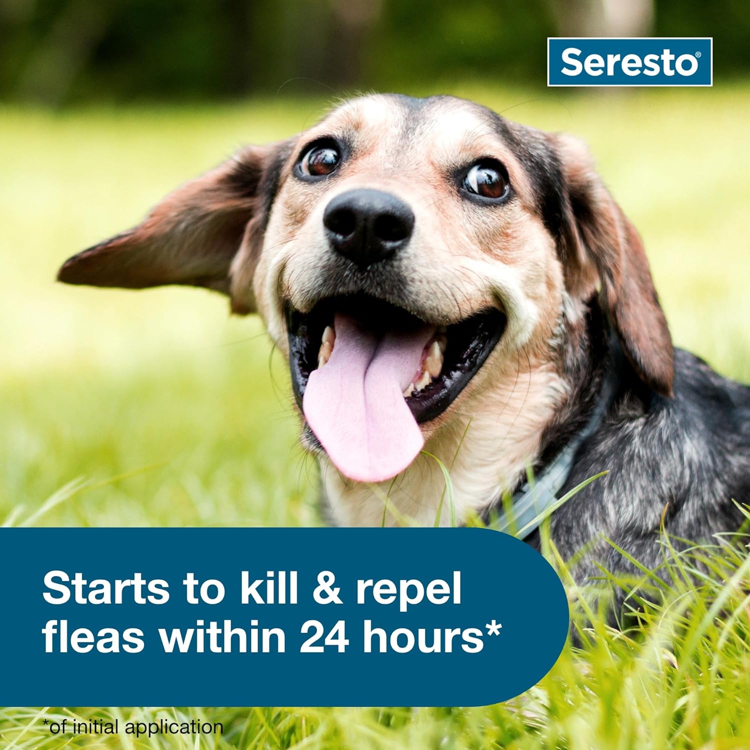 Seresto Small Dog Vet-Recommended Flea & Tick Treatment & Prevention Collar for Dogs Under 18 lbs. | 8 Months Protection