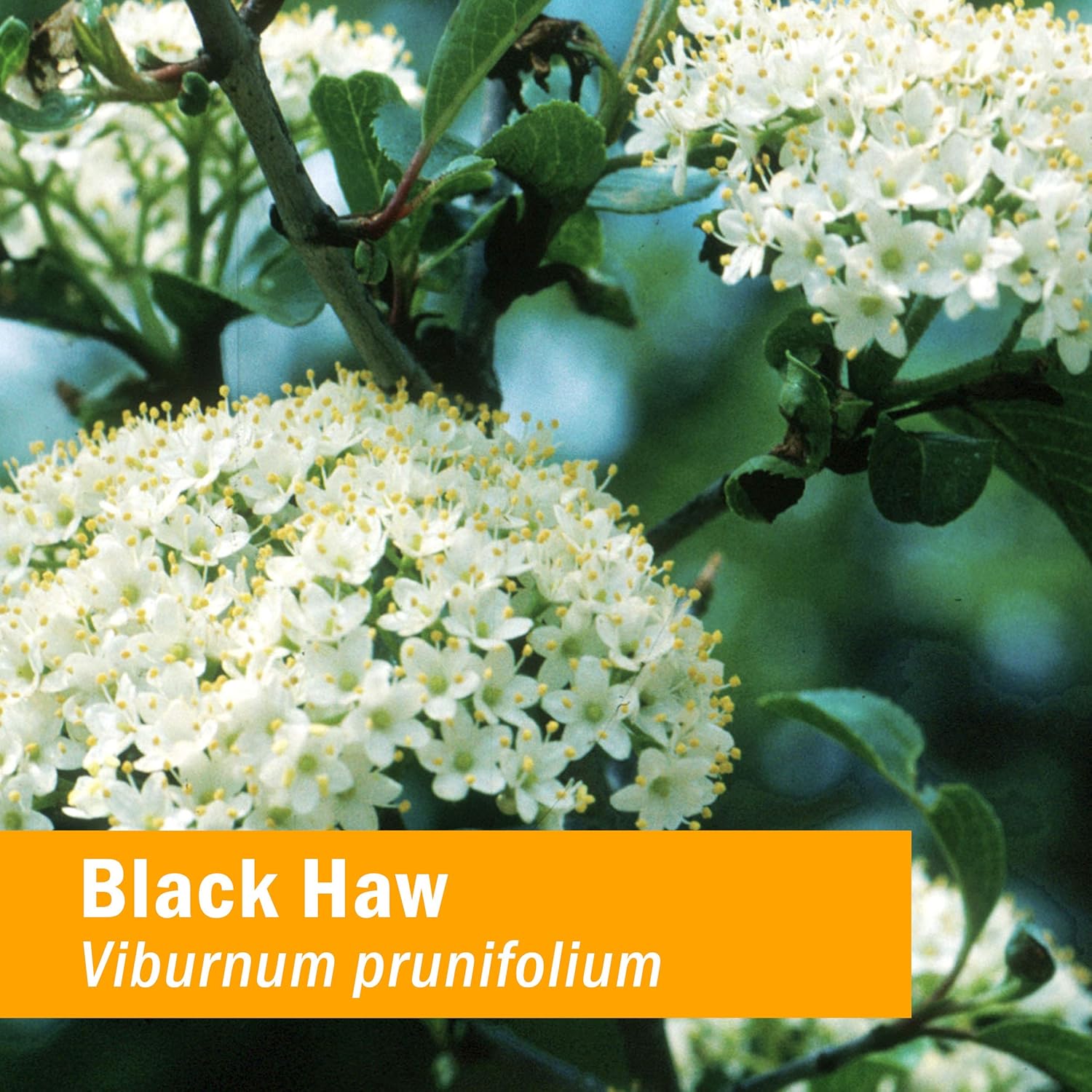 Herb Pharm Certified Organic Black Haw Liq Extract - 1 