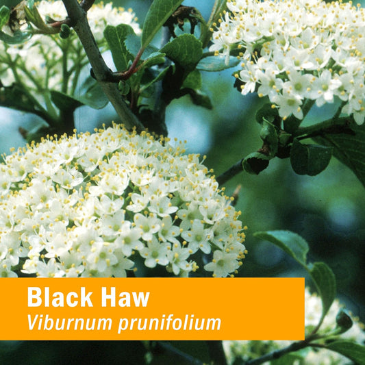 Herb Pharm Certified Organic Black Haw Liq Extract - 1 