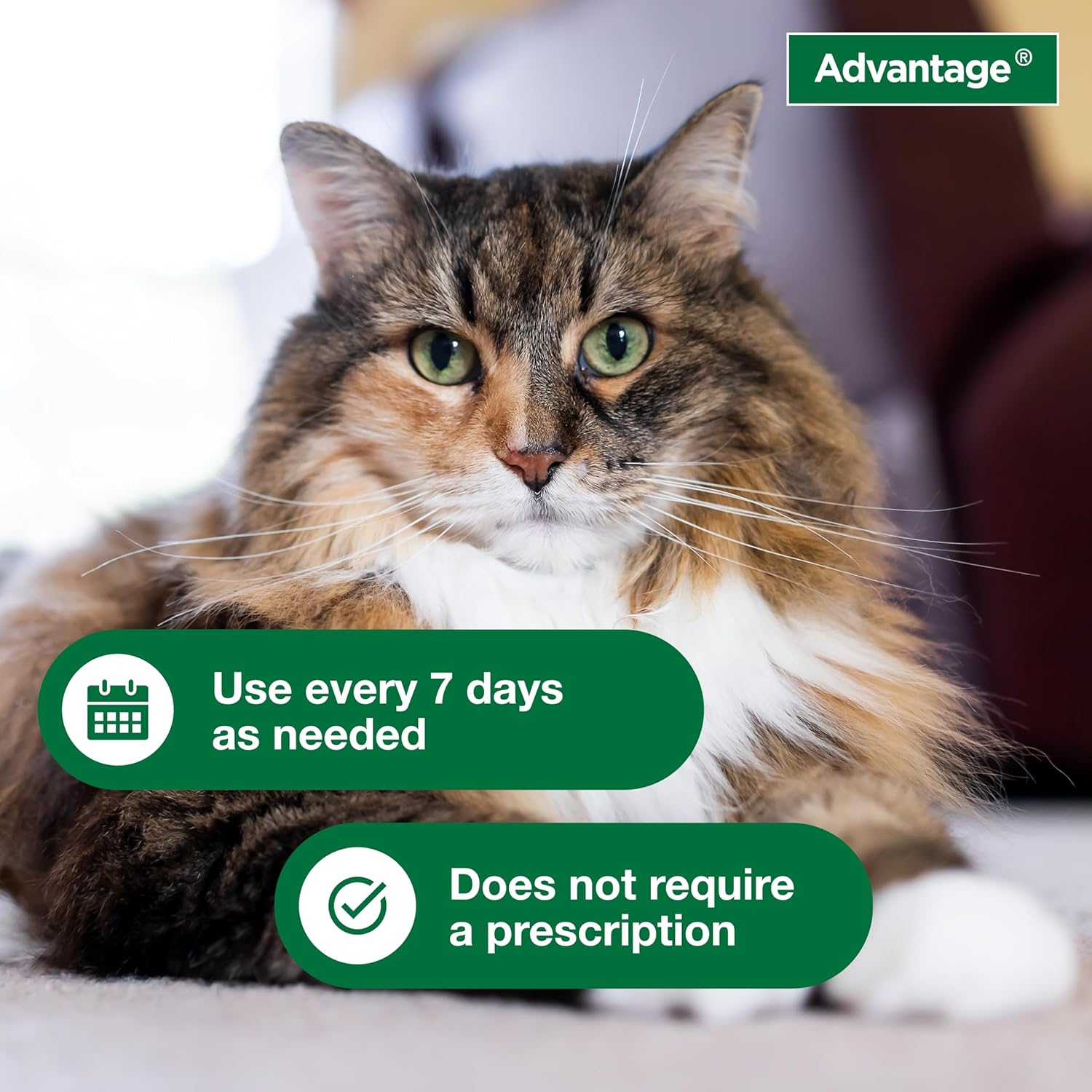 Advantage Cat Flea & Tick Shampoo for Kittens & Adult Cats | Kills Fleas & Ticks | 8 oz. : Pet Supplies