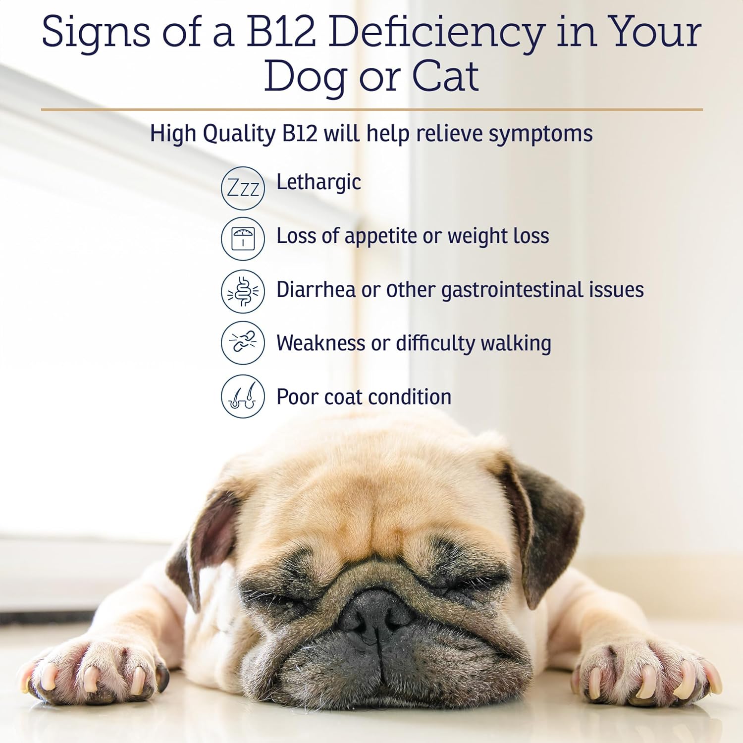 Rx Vitamins B12 For Dogs And Cats - Dog Digestive Support For Improved Metabolic Process - Pure B12 For Cats To Support Nervous System - Ideal For Your Dog Vitamins And Cat Supplies - 4Oz