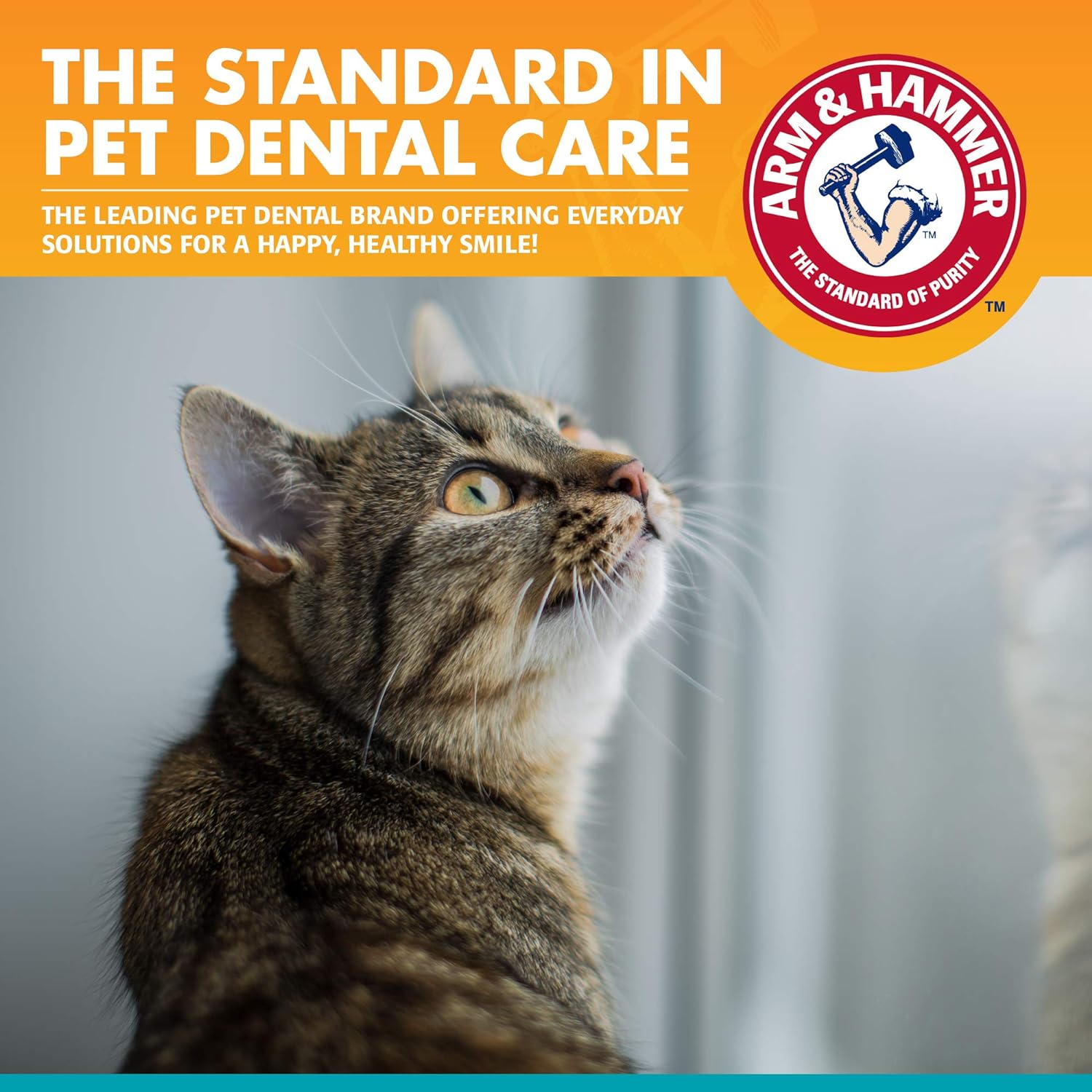 Arm & Hammer for Pets Dental Kit for Cats | Eliminates Bad Breath | 3 Piece Set Includes Cat Toothpaste, Cat Toothbrush & Cat Fingerbrush in Tasty Tuna Flavor, 2.5 Oz (Pack of 12) : Pet Supplies