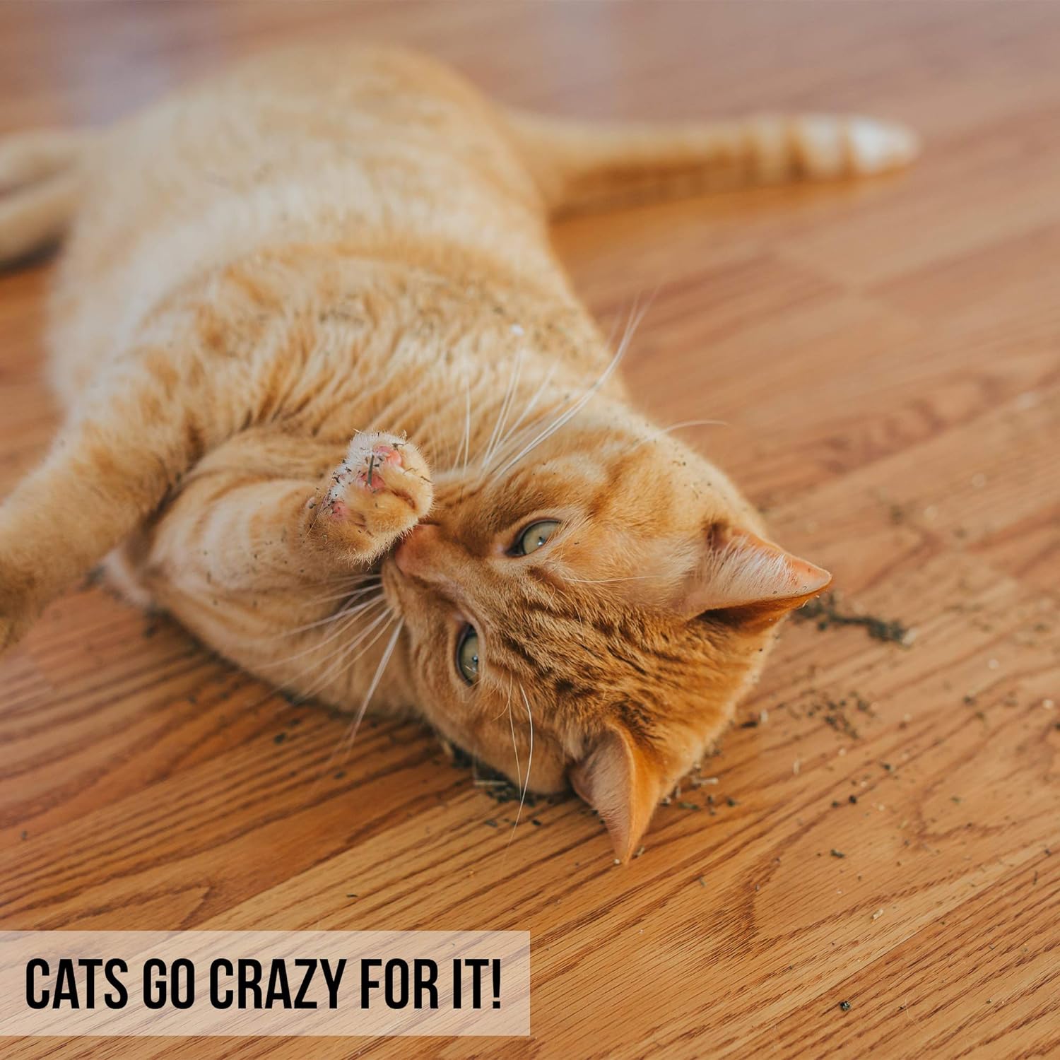 Our Pets Premium Catnip - 0.5 oz Bag of High Potency Catnip - 100% North American Grown : Cosmic Catnip : Pet Supplies