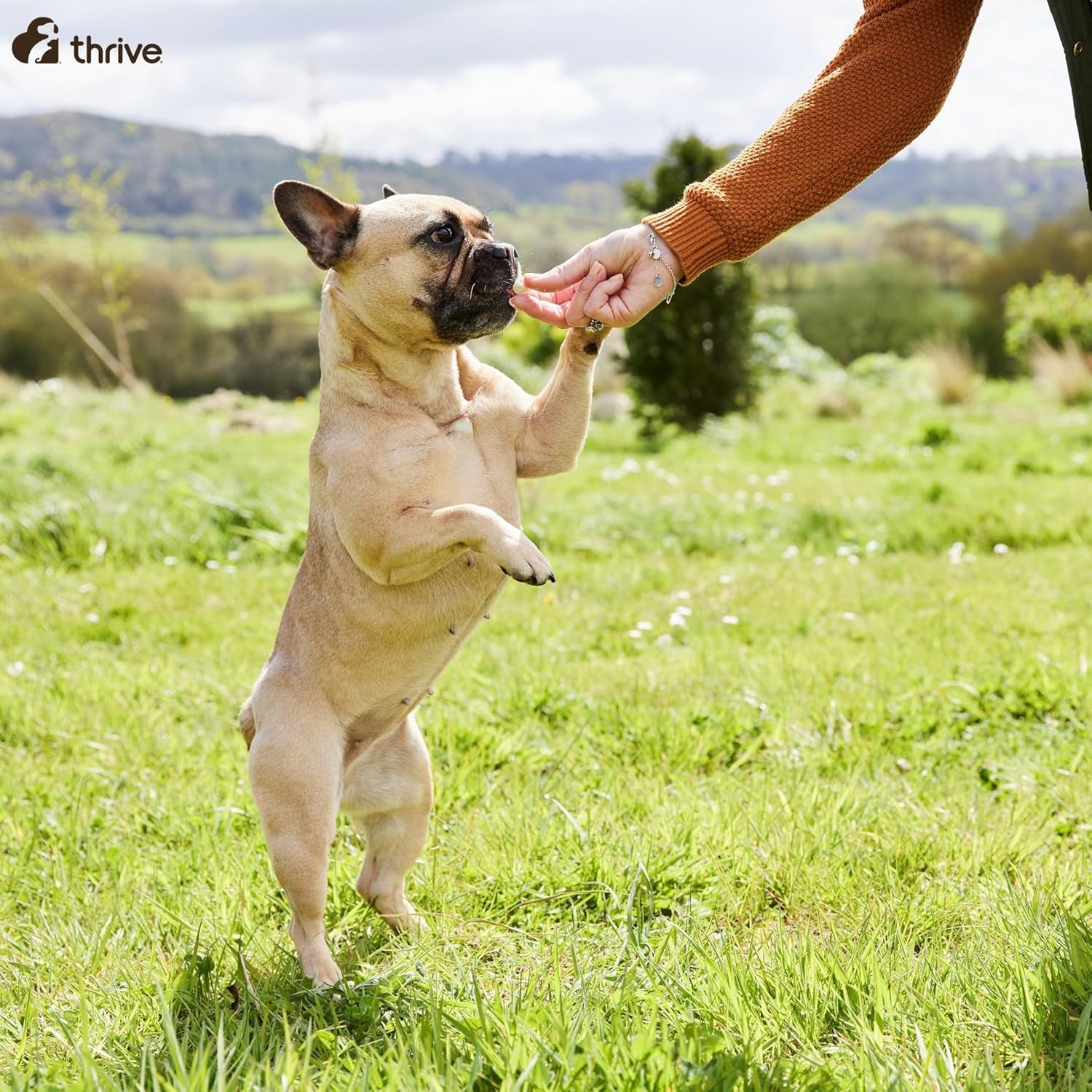 thrive Dog ProReward CHICKEN TREATS MaxiTube : Amazon.co.uk: Pet Supplies
