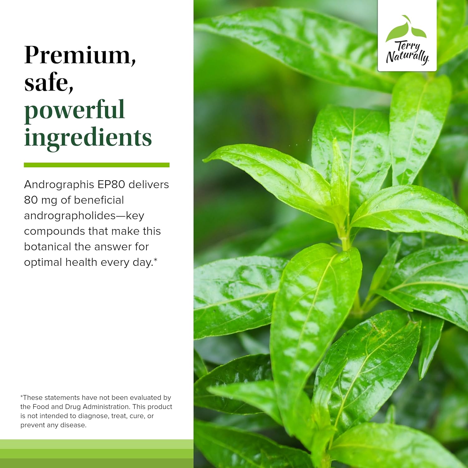 Terry Naturally Andrographis Ep80 Extra Strength - Brain Health & Immune Support - Joint Health Supplement To Aid Mobility - Vegan Adaptogen Supplement For Energy & Liver Support - 60 Capsules : Health & Household