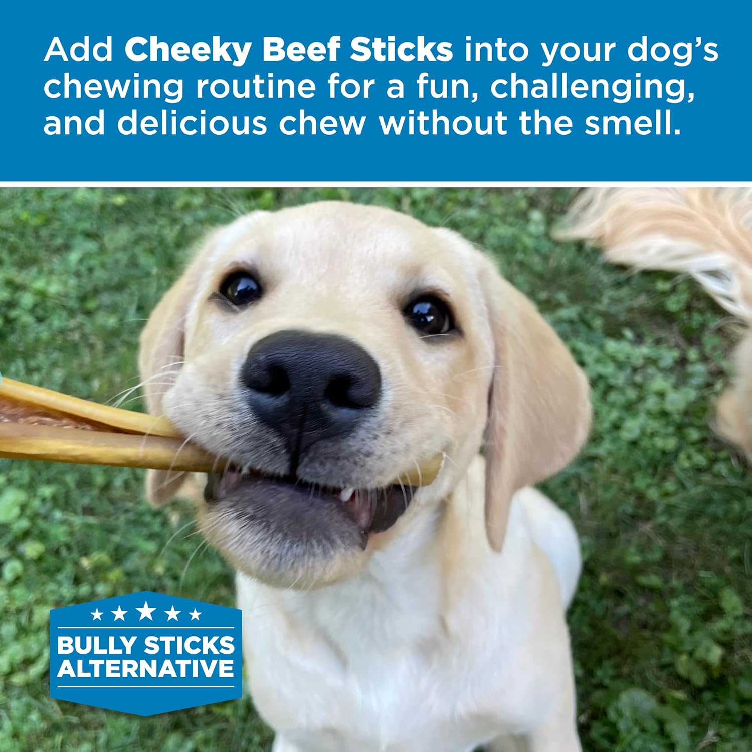 Best Bully Sticks Cheeky Beef Chews - Single Ingredient, 100% Grass-Fed Beef - USA Packed - Long-Lasting, Odor Free Alternative to Bully Sticks, 6" Chews - 12 Pack : Pet Supplies