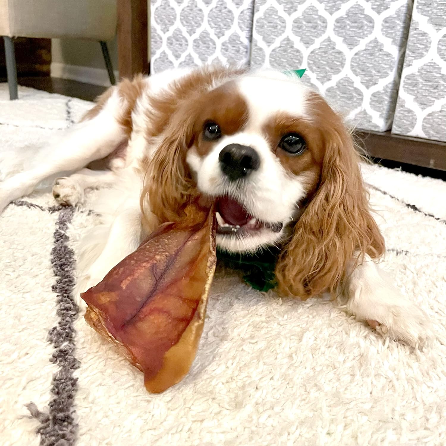 Nature Gnaws USA Pig Ears for Dogs (10 Count) - Thick Long Lasting for Aggressive Chewers and Large Dogs - Premium Natural Pork Dog Chew Bones - Rawhide Free : Pet Supplies