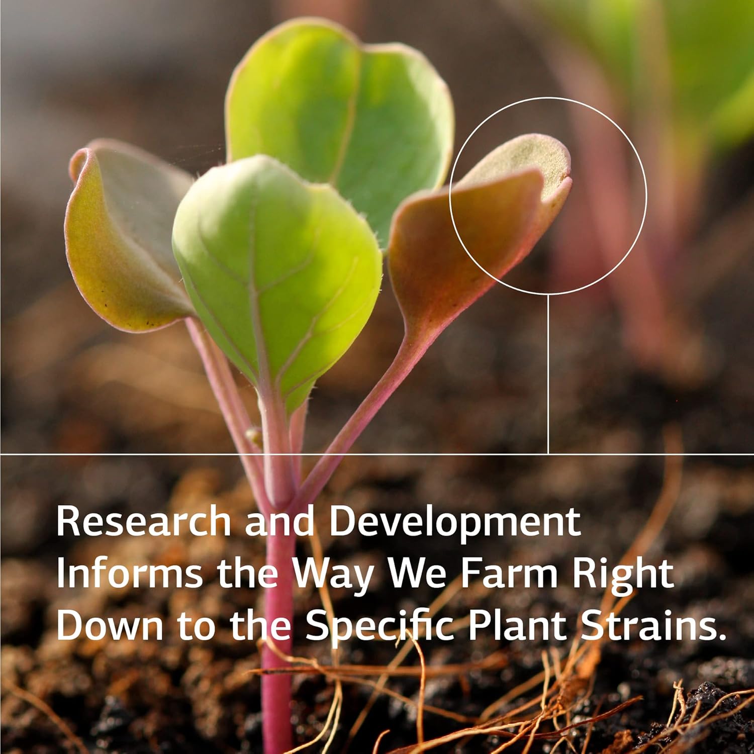 Standard Process Sesame Seed Oil - Whole Food Antioxidant, Healthy Blood, Immune Support Supplement, Liver Support and Liver Supplement with Sesame Seed Oil - 60 Softgels : Health & Household