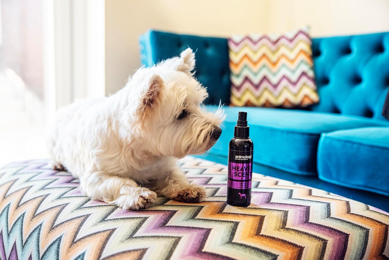 Animology Heaven Scent Body Mist, 150 ml : Amazon.co.uk: Pet Supplies