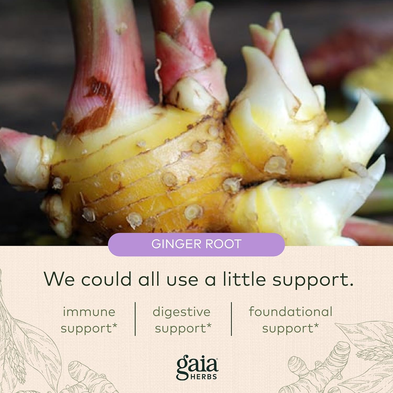 Gaia Herbs Fertility Support - Fertility Supplements & Hormone Balance for Women - With Dandelion Root, Ginger Root, Chaste Tree Berry, Cramp Bark & More - 60 Vegan Liquid Phyto-Capsules (30 Servings) : Health & Household