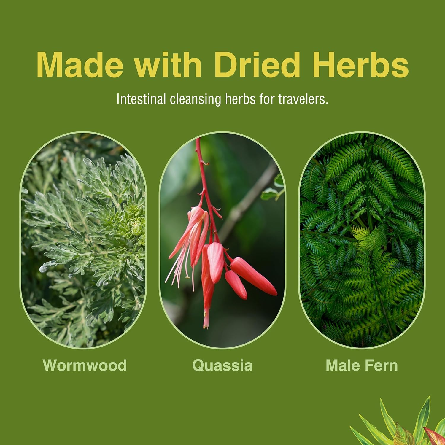 Herbs Etc. Parafree - Gastrointestinal Support Supplement To Aid Intestinal Cleansing - Digestive Herbal Supplement With Wormwood, Quassia & Male Fern - 60 Softgels (60 Servings) : Health & Household