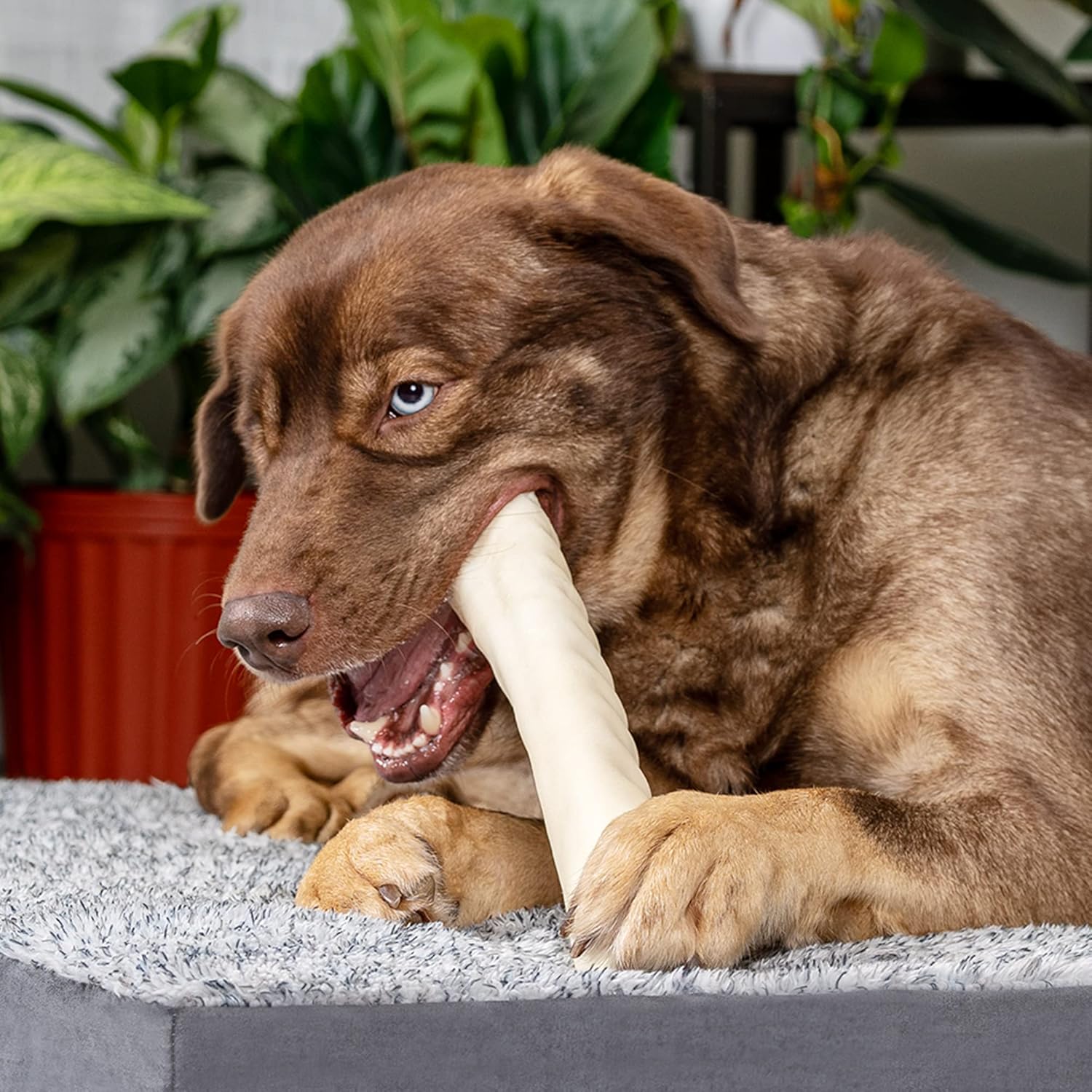 PET FACTORY 100% Made in USA Beefhide 12" Roll Dog Chew Treat - Natural Flavor, 1 Count/1 Pack : Pet Rawhide Treat Bones : Pet Supplies