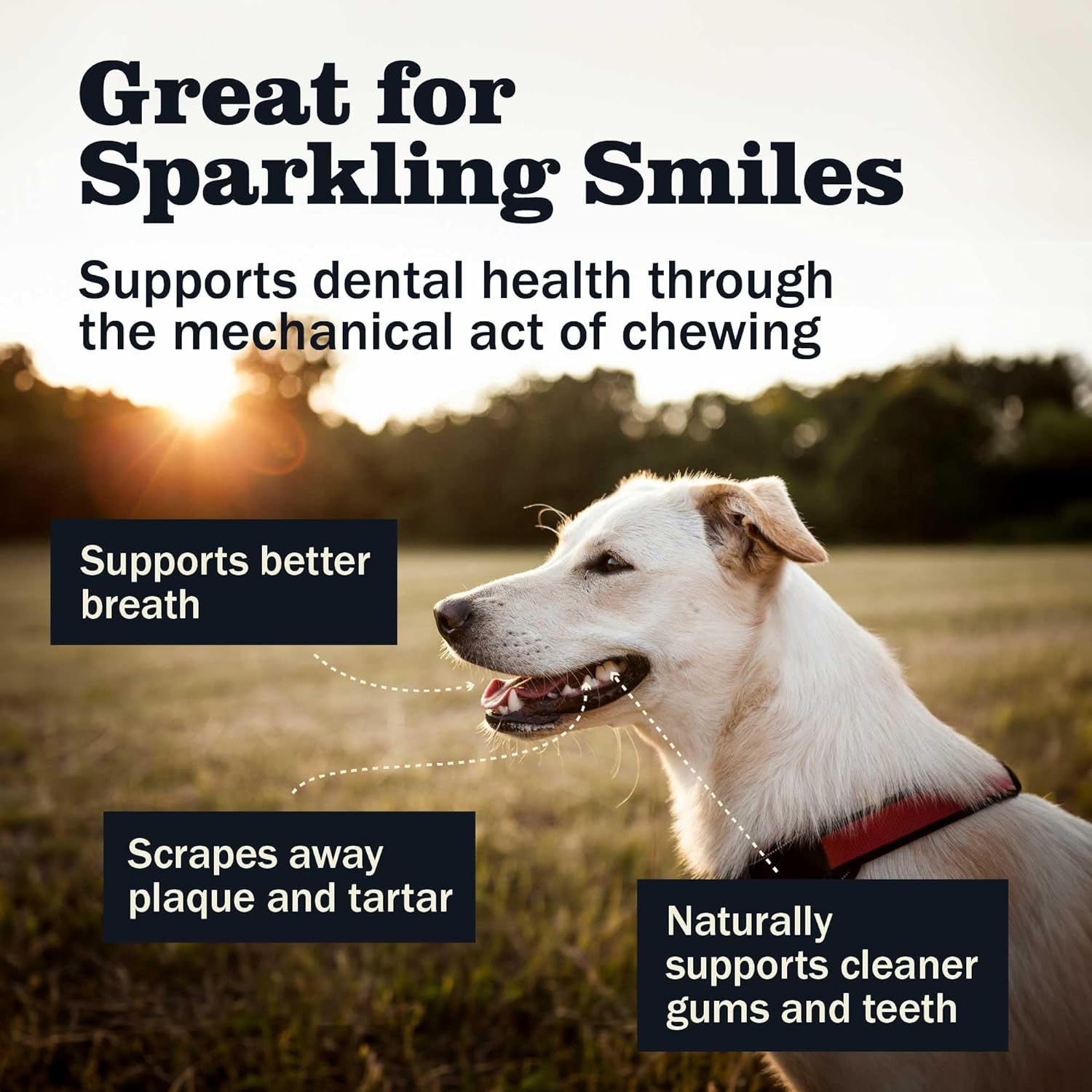 Redbarn All Natural 5-8” Bully Sticks for Small & Large Dogs - Healthy Long Lasting Chews Variety Party Pack - 100% Beef Single Ingredient Low Odor Rawhide Free Dental Treats - 8 oz Bag : Pet Supplies
