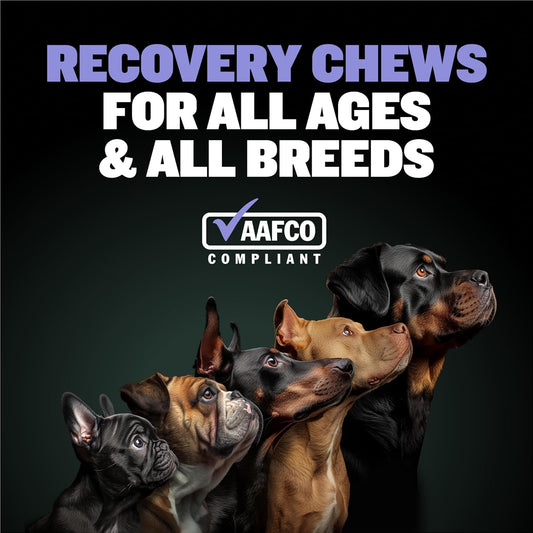Bully Max 2-In-1 Post-Workout Recovery Support Chews - Dog Vitamins And Food Supplement For Small & Large Breeds - Puppy And Adult Dog Hydration & Electrolyte Replenishment - 75 Soft And Tasty Chews