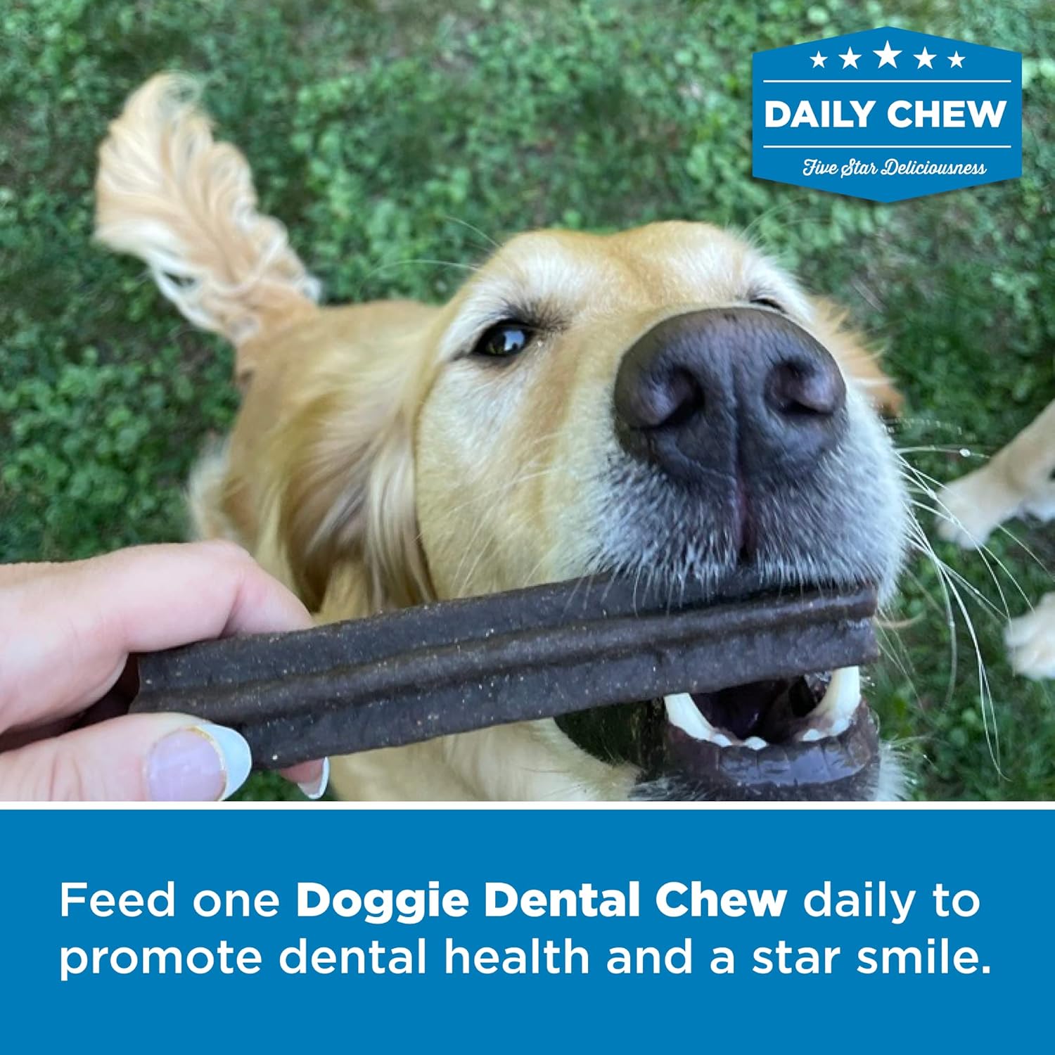 Best Bully Sticks All-Natural Doggie Dental Chews - Star Shaped Beefy Dental Chews - Limited Ingredient, Collagen, Real Beef, 100% Digestible - Promotes Dental Hygiene and Health - 20 Pack : Pet Supplies