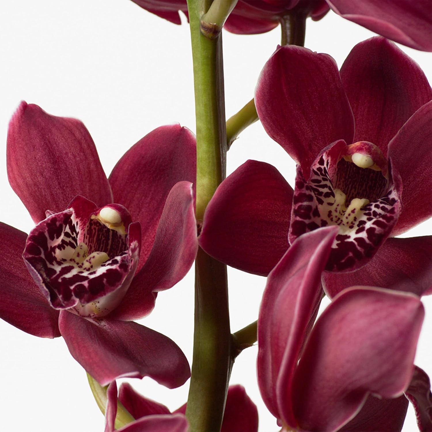 Calvin Klein Euphoria Body Lotion With Notes Of Pomegranate, Black Orchid, Lotus Blossom & Mahogany Wood 6.7 Fl Oz : Beauty & Personal Care