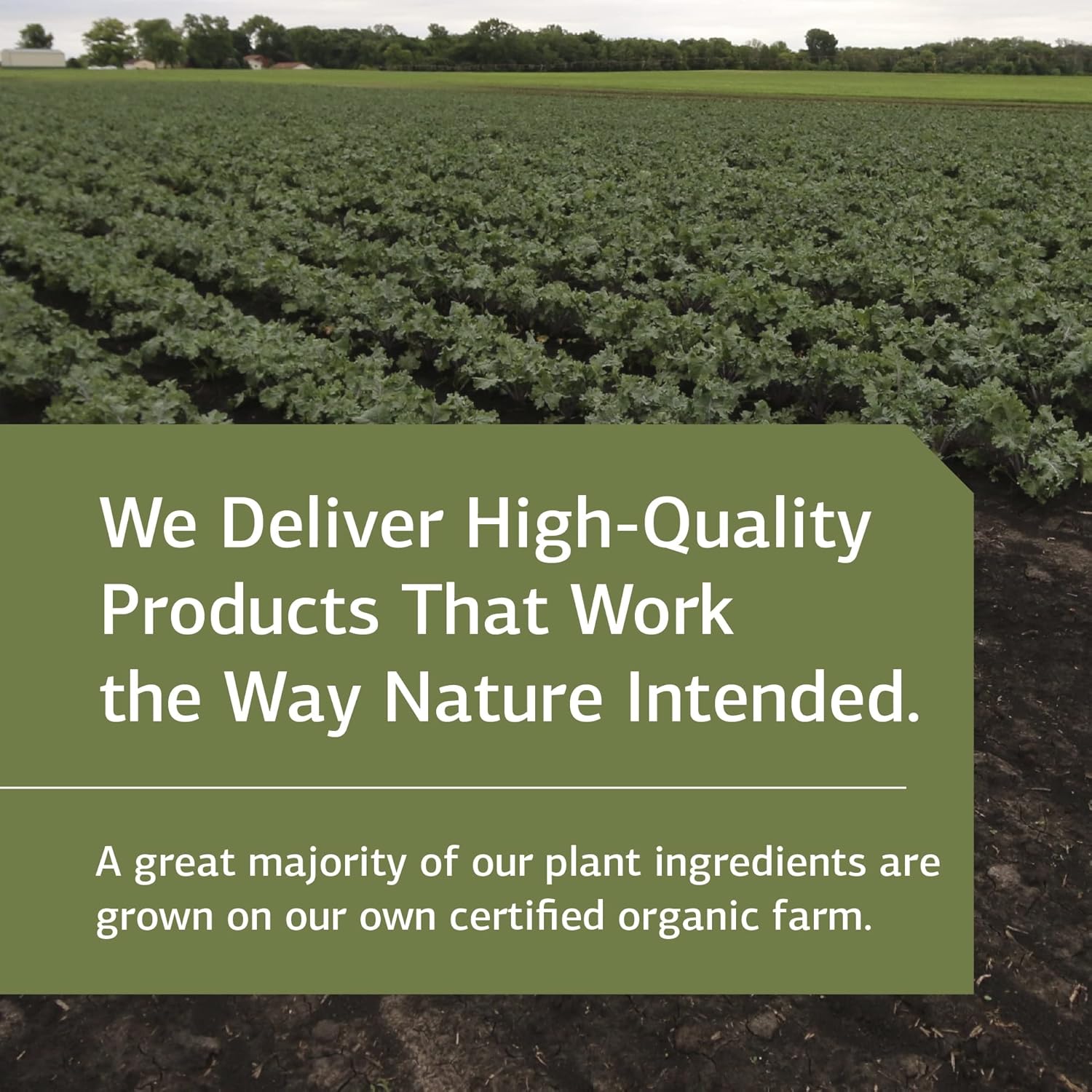 Standard Process Betafood - Digestive Health and Liver Support Supplement with Whole Food Blend of Oat Flour, Organic Beet Root, and Organic Beet Juice - 180 Tablets : Health & Household